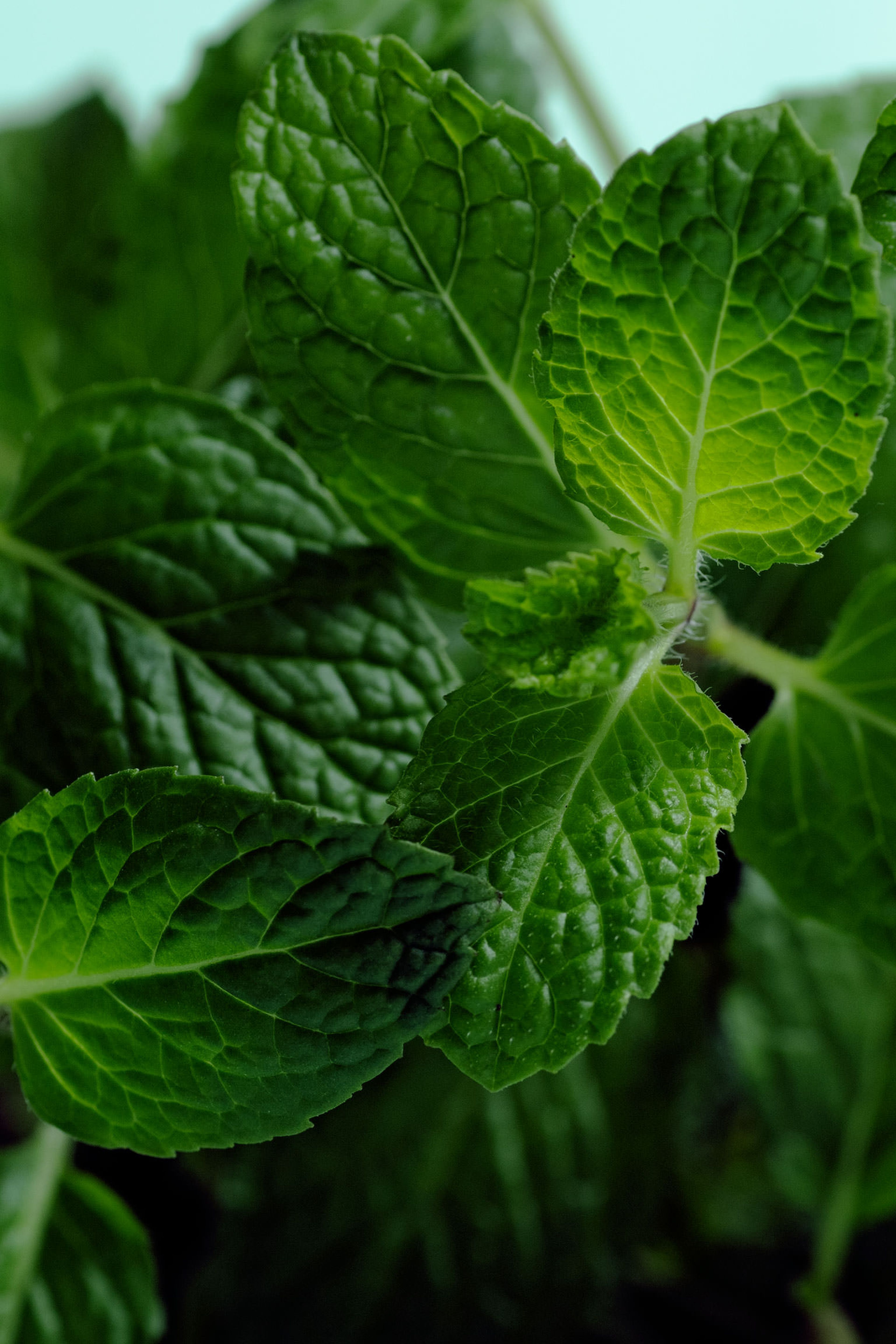 Everything You Need to Know About Cooking and Shopping for In Season Mint, Stories