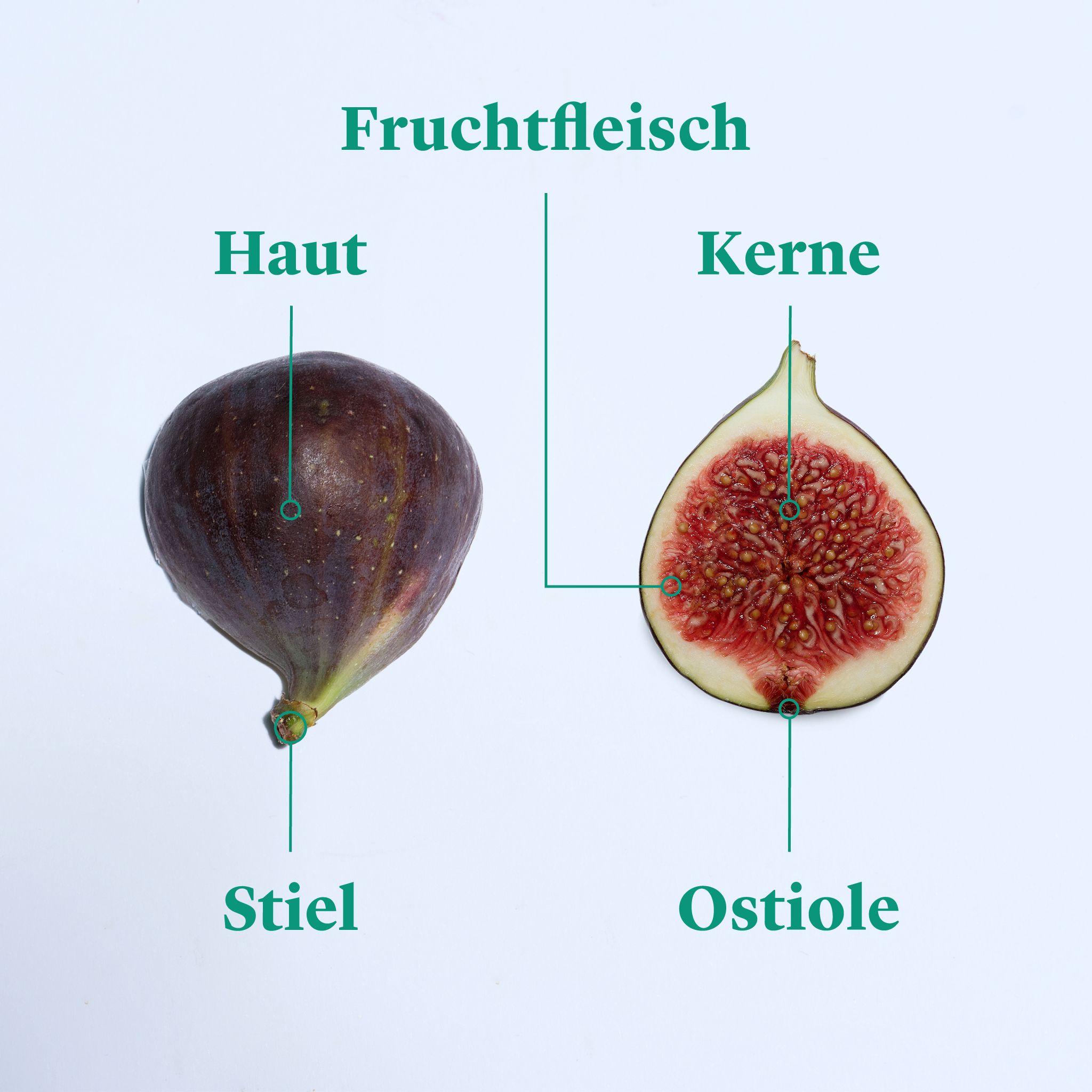 Jetzt in Saison: Feigen richtig kaufen, lagern und zubereiten | Stories ...