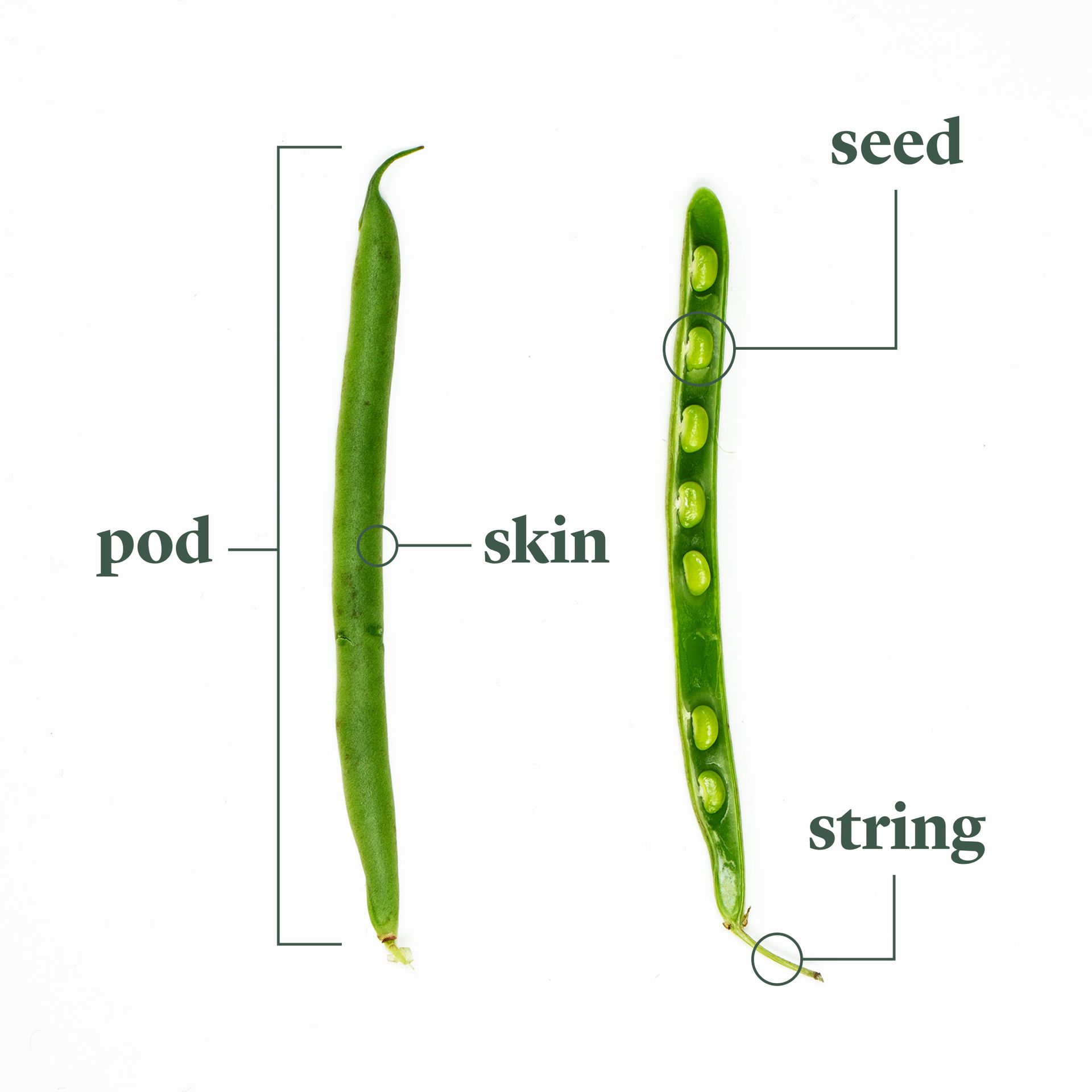 Everything to Know About Cooking and Shopping for In Season Green Beans | Stories | Kitchen Stories