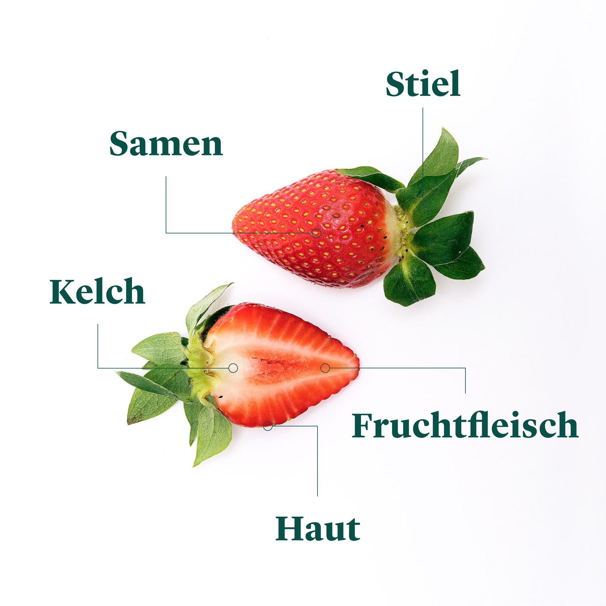 Aufbau Der Erdbeere