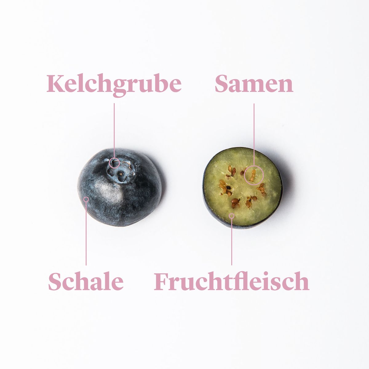 Jetzt in Saison Blaubeeren richtig kaufen, lagern und zubereiten
