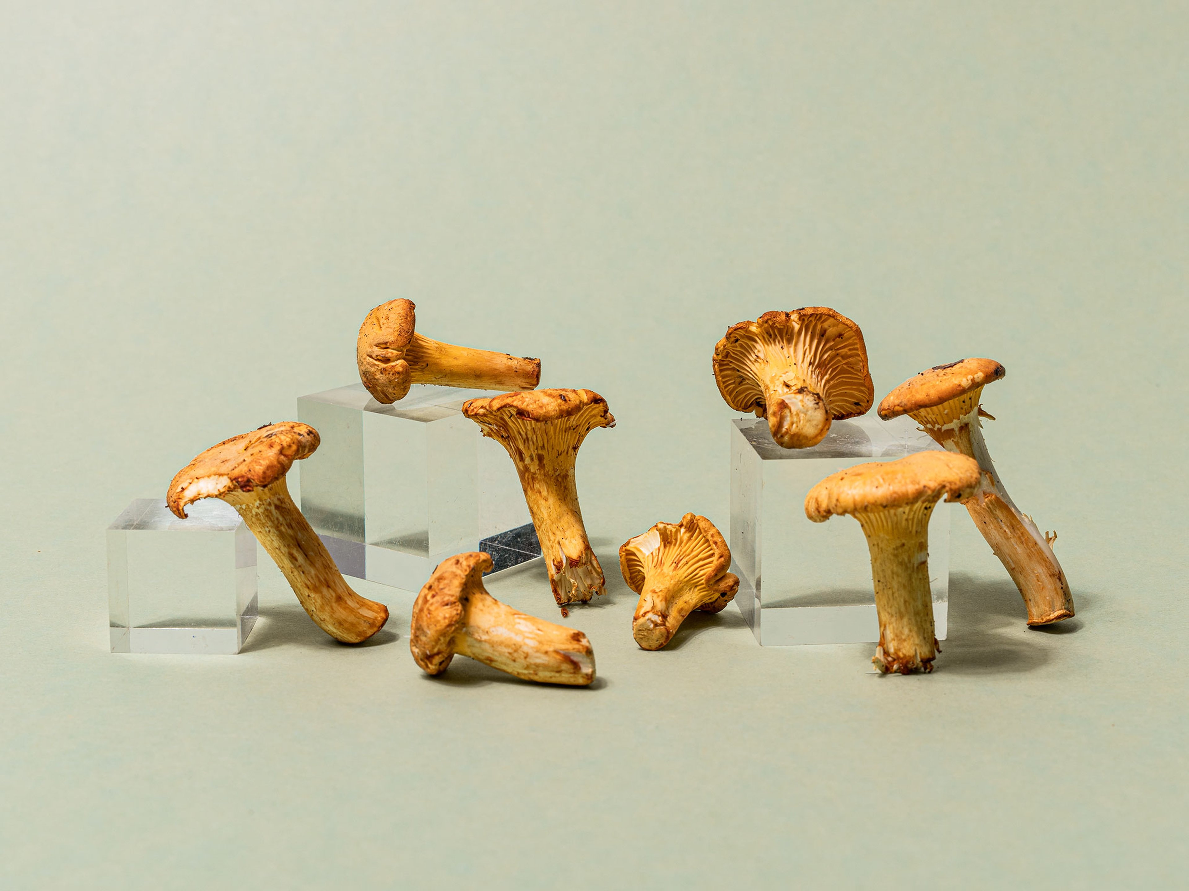 Everything You Need to Know About Shopping for, Storing, and Preparing In Season Chanterelle Mushrooms