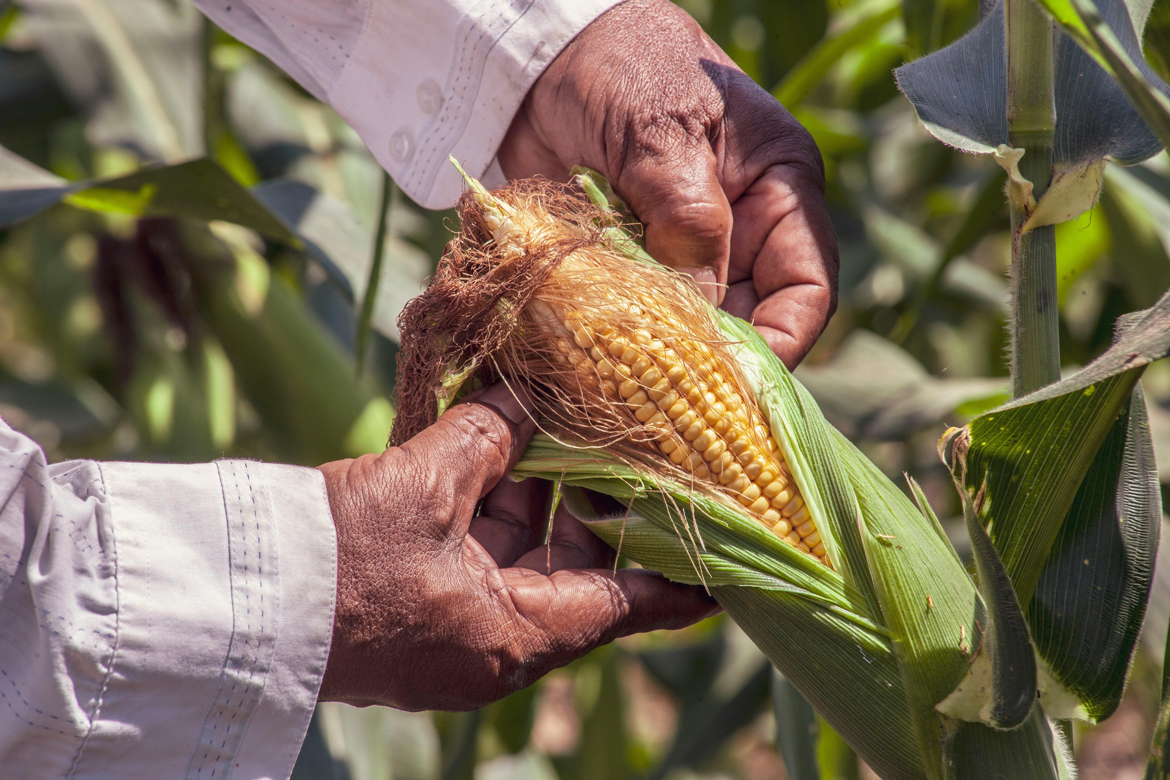 The Food Crisis Is Here: Experts Explain How You Can Help!