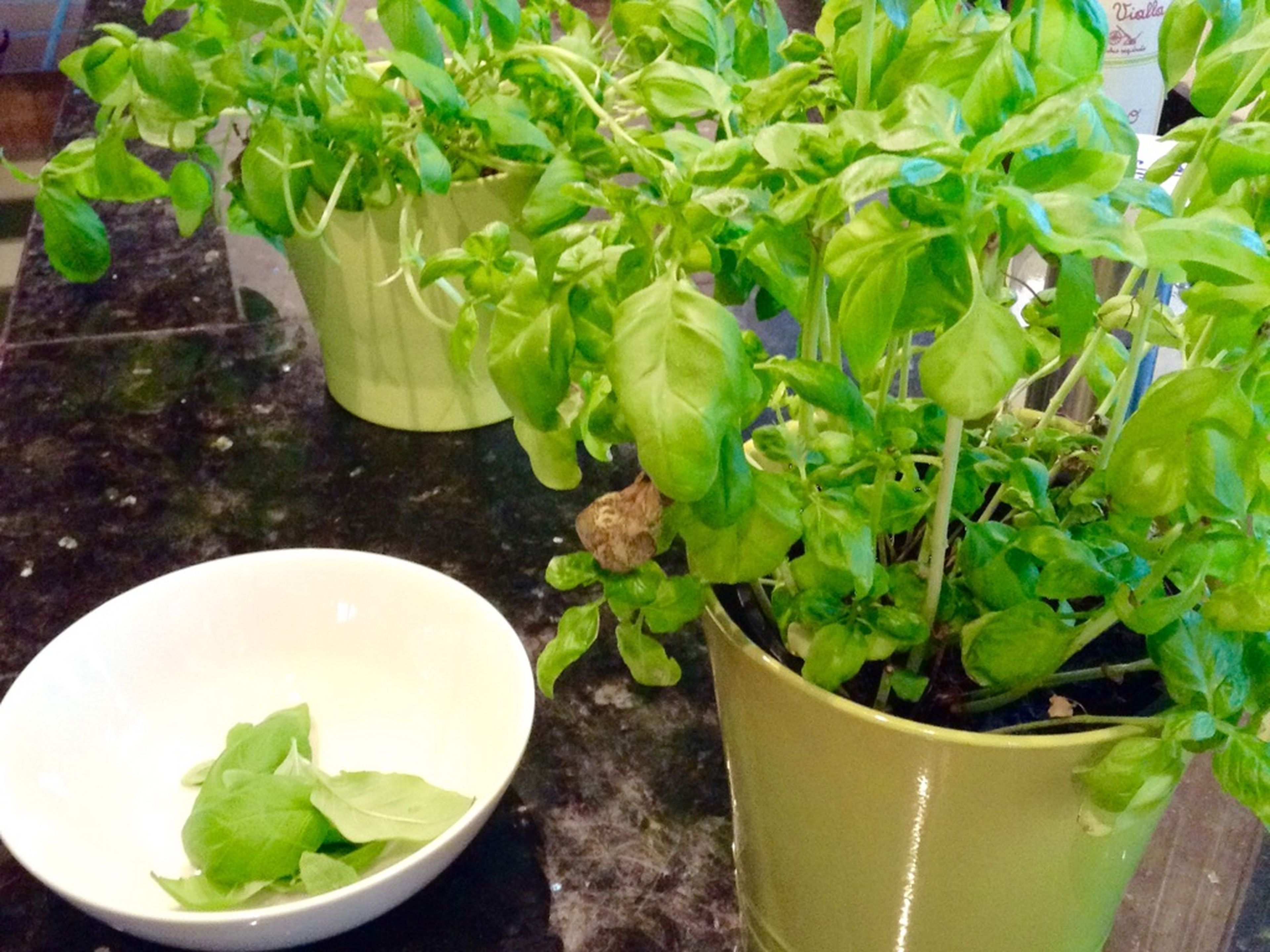 Pluck basil leaves from stems. Dice mozzarella and add to a large bowl. Wash arugula and pat dry with a paper towel or use a salad spinner.