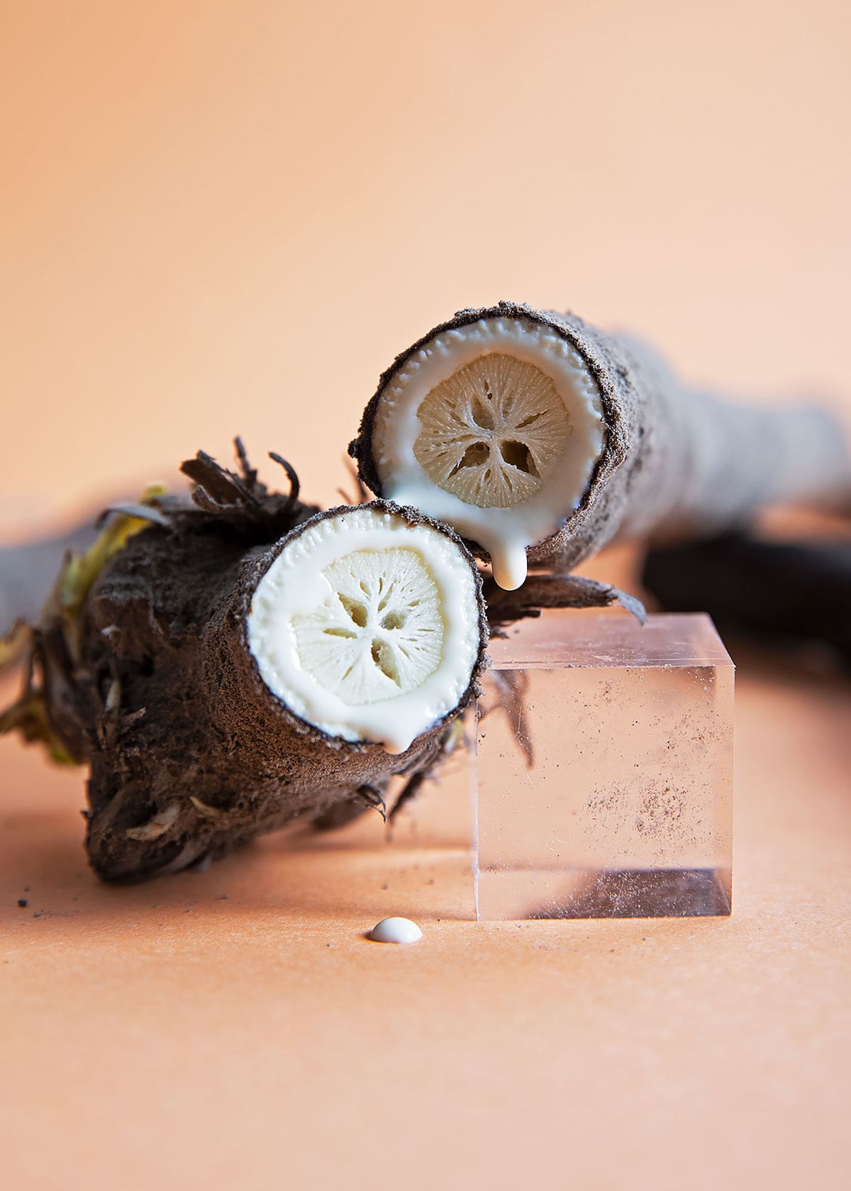 Now in Season: Buying, Storing, and Preparing Black Salsify Properly ...