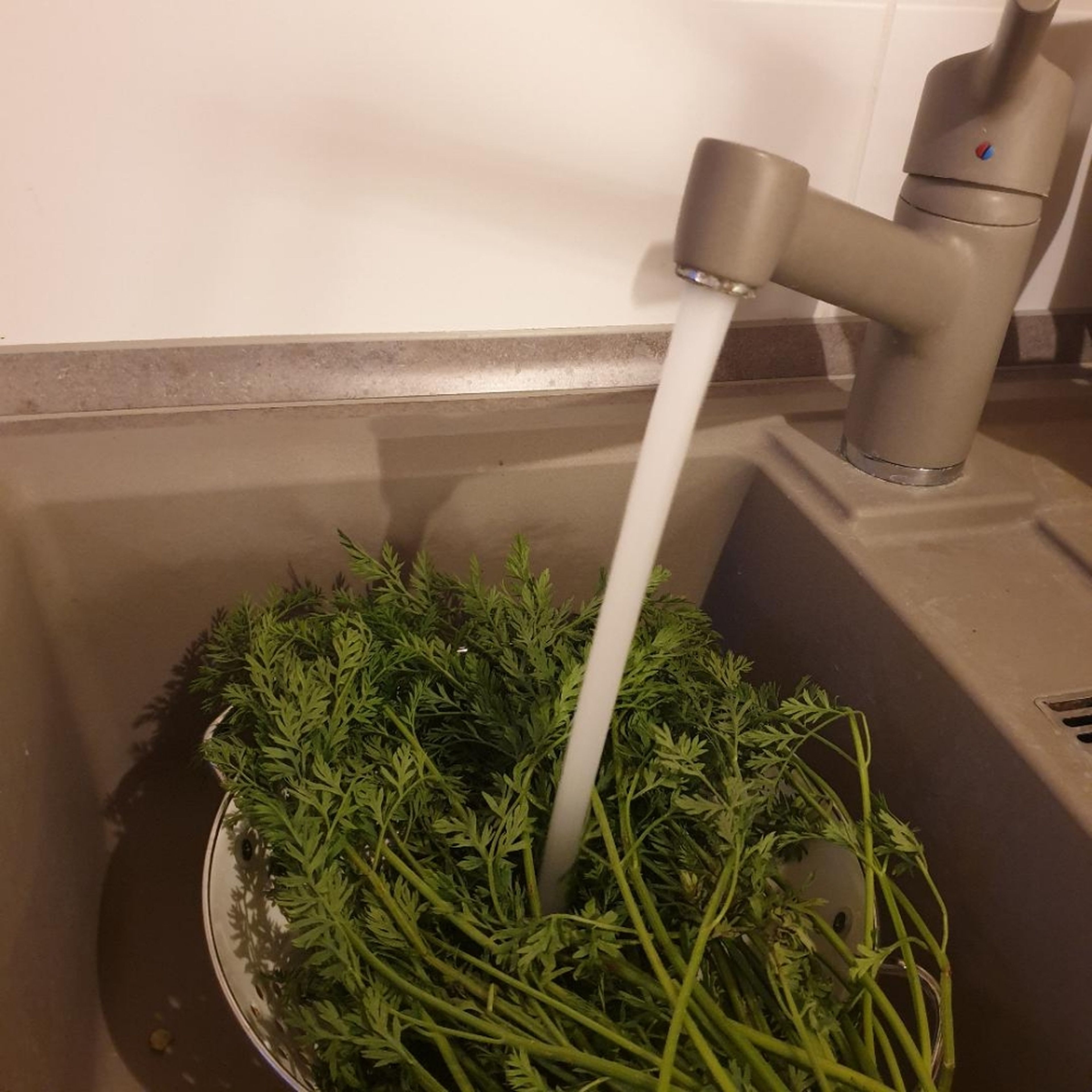Karottengrün waschen
