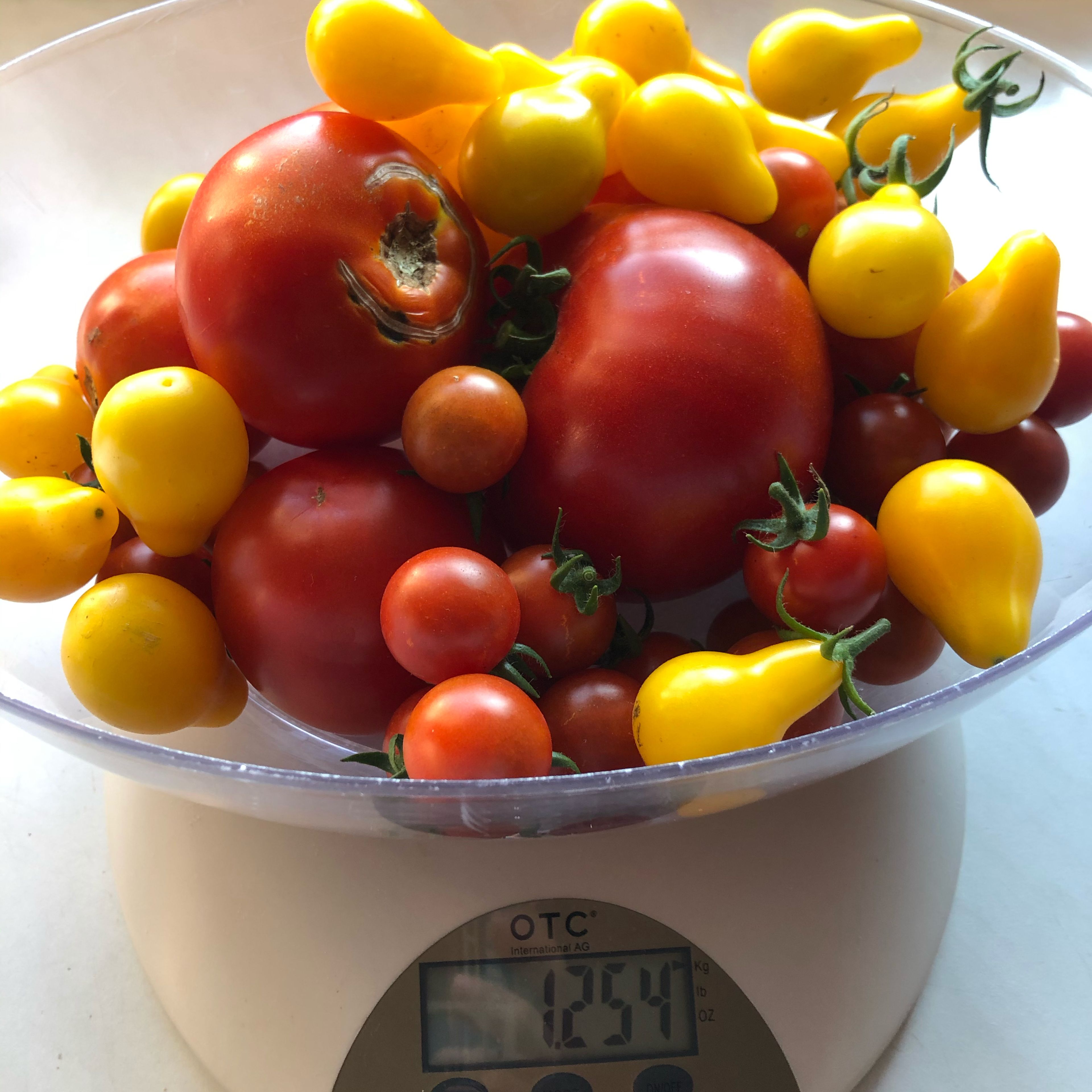 1250g verschiedene Tomaten waschen, halbieren und den Strunk entfernen.
