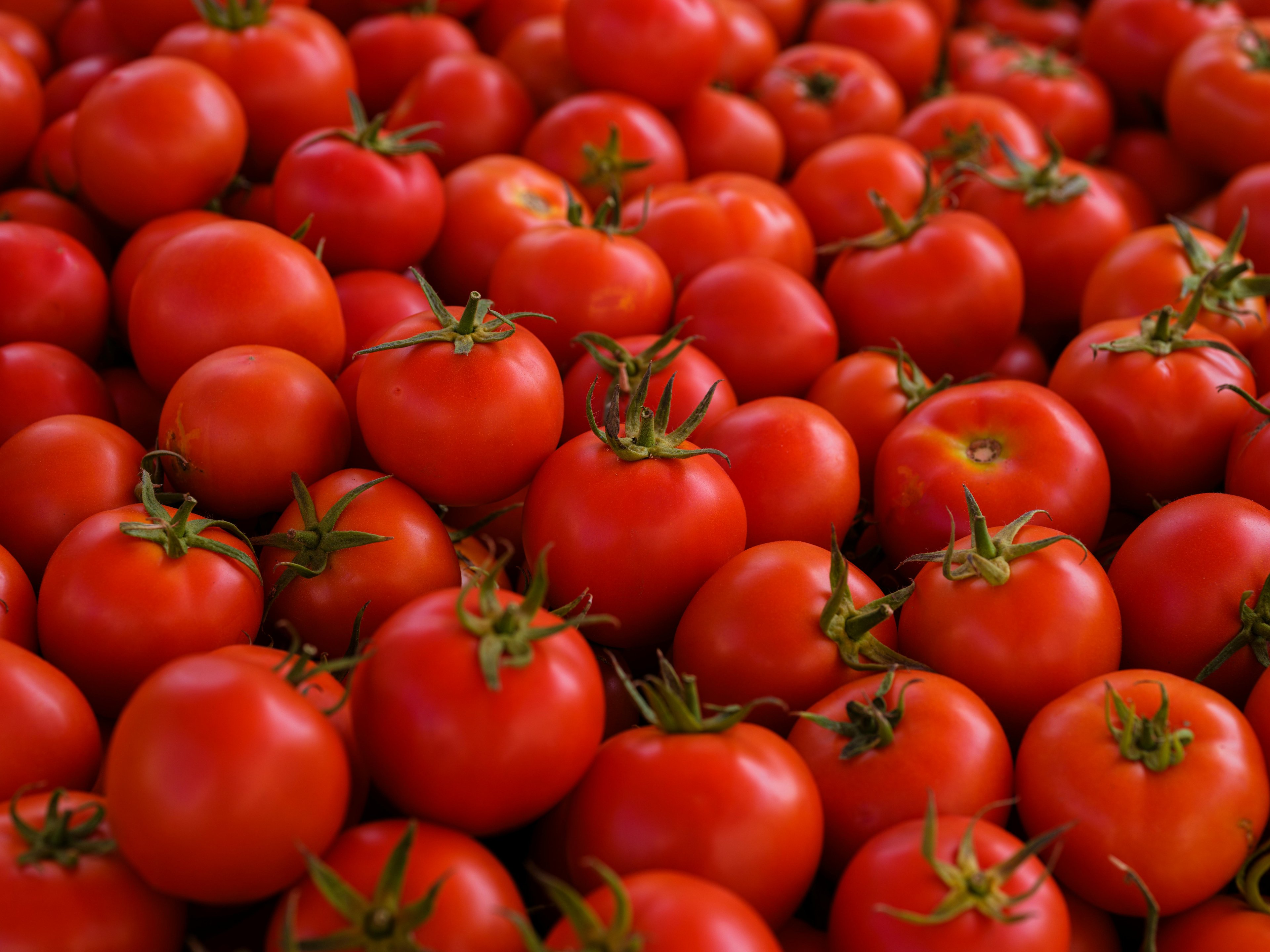 Tomatina-Festival: Warum sich tausende mit Tomaten bewerfen