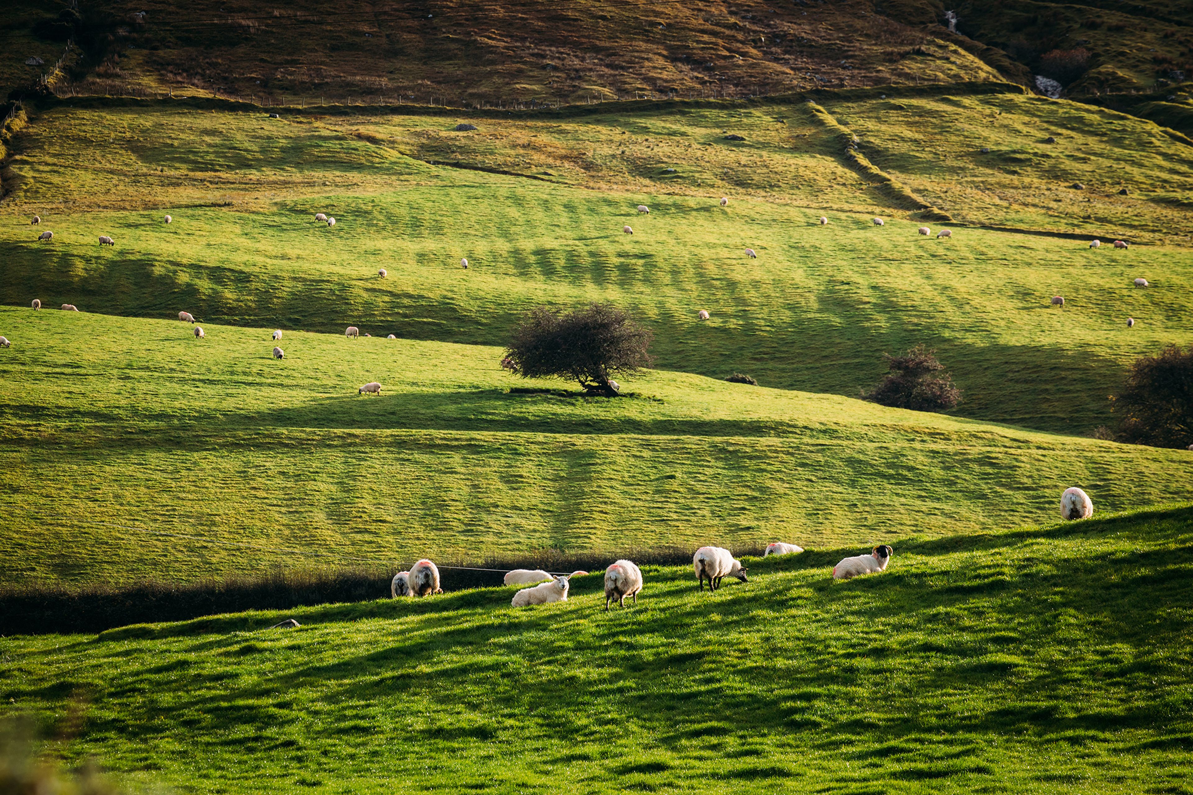 Lämmer wachsen in freier Natur auf.