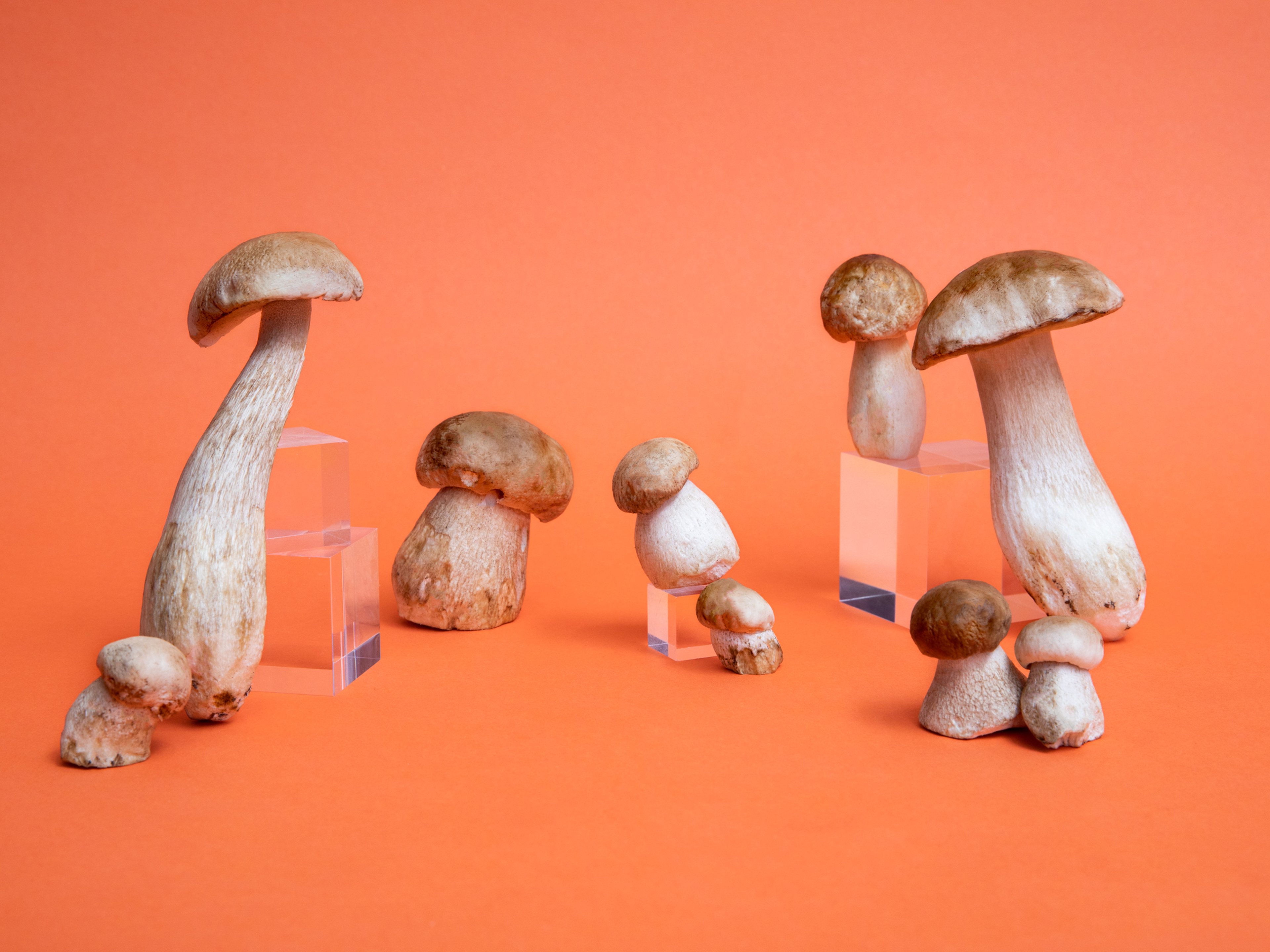 Everything You Need to Know About Preparing and Storing In Season Porcini Mushrooms