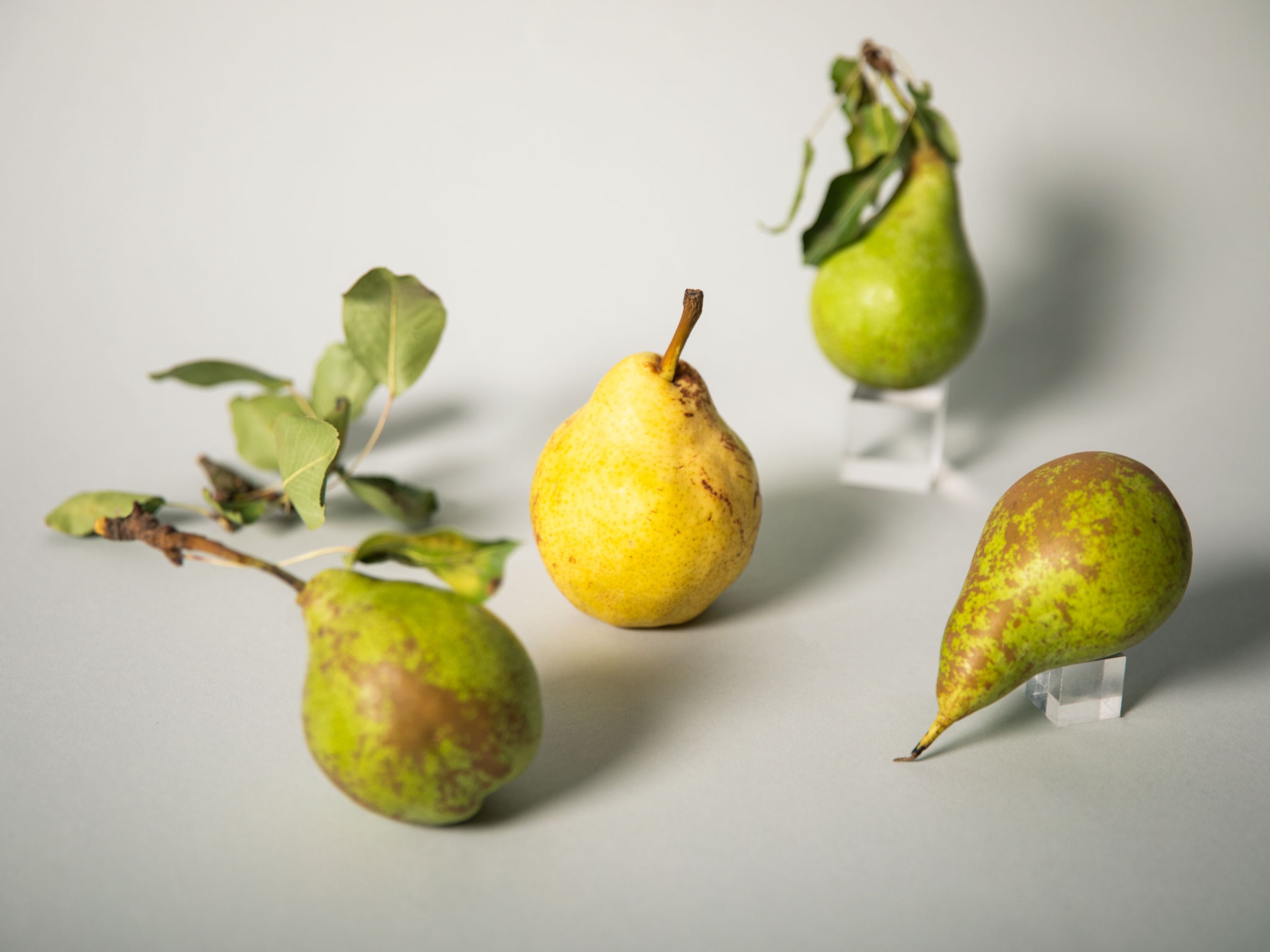 Everything to Know About Cooking and Shopping for In Season Pears