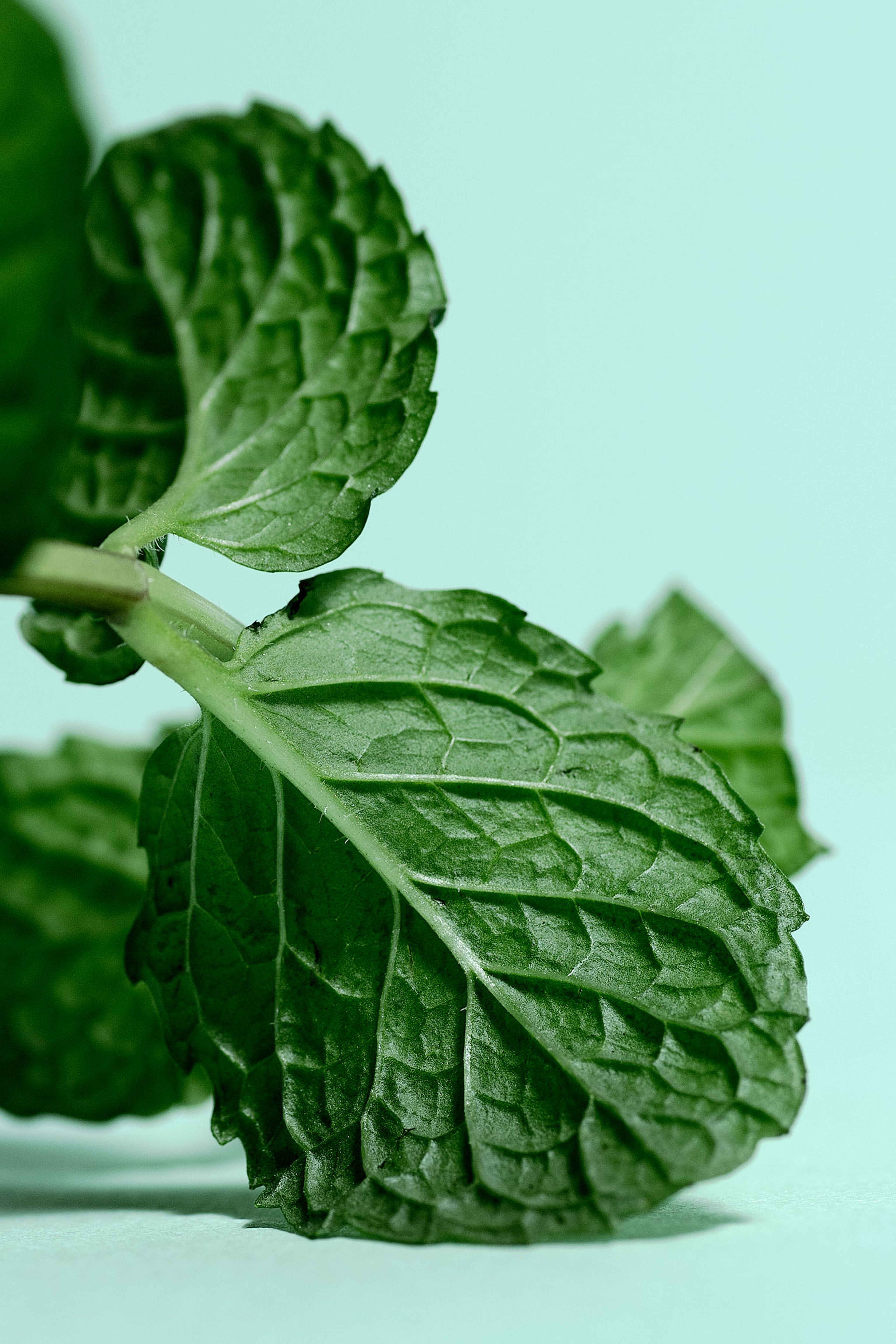 Tips for Cooking with Mint - Magazine - Piccantino Online Shop International