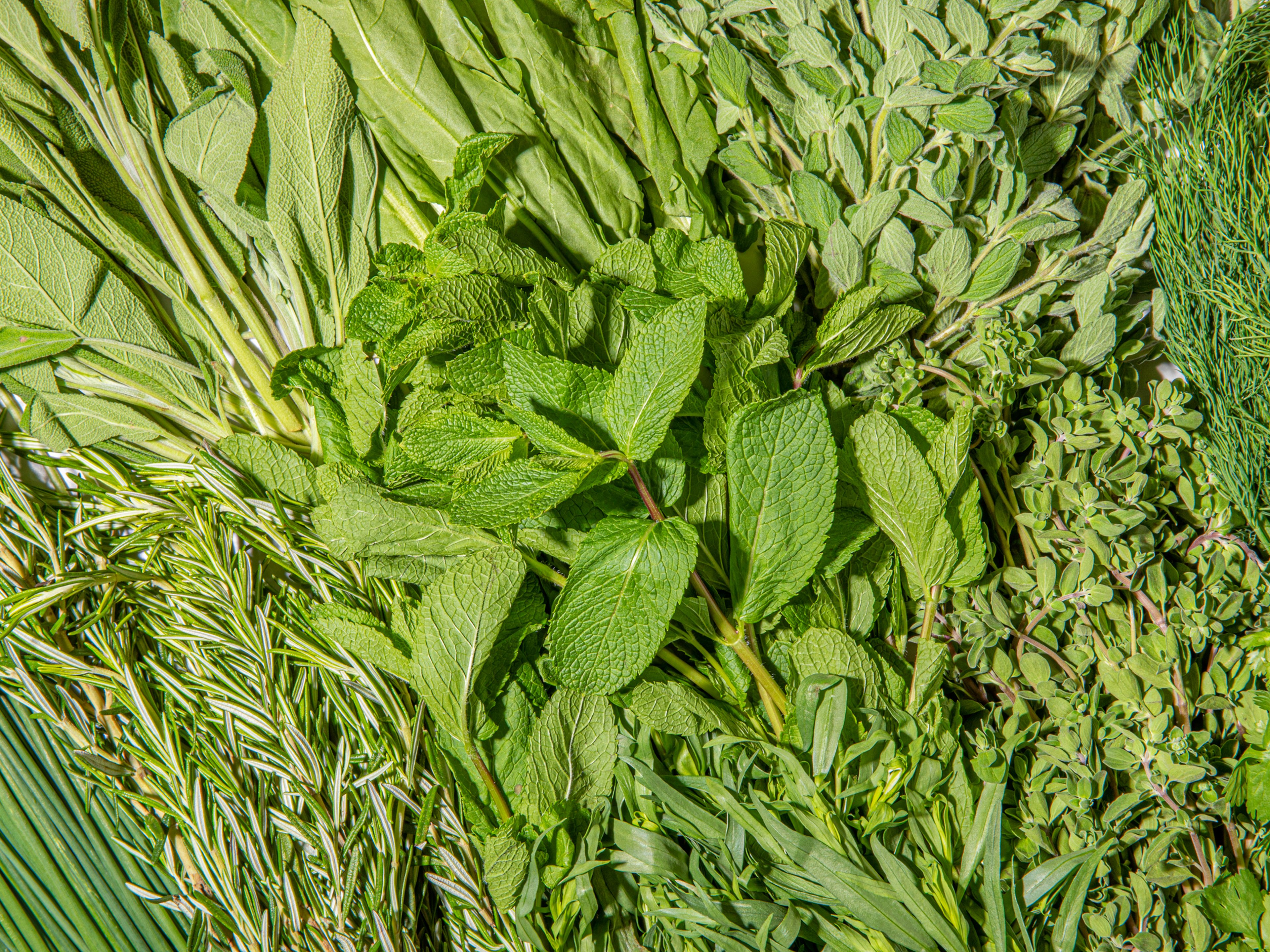 17 of Our Favorite Herbs and How to Use Them