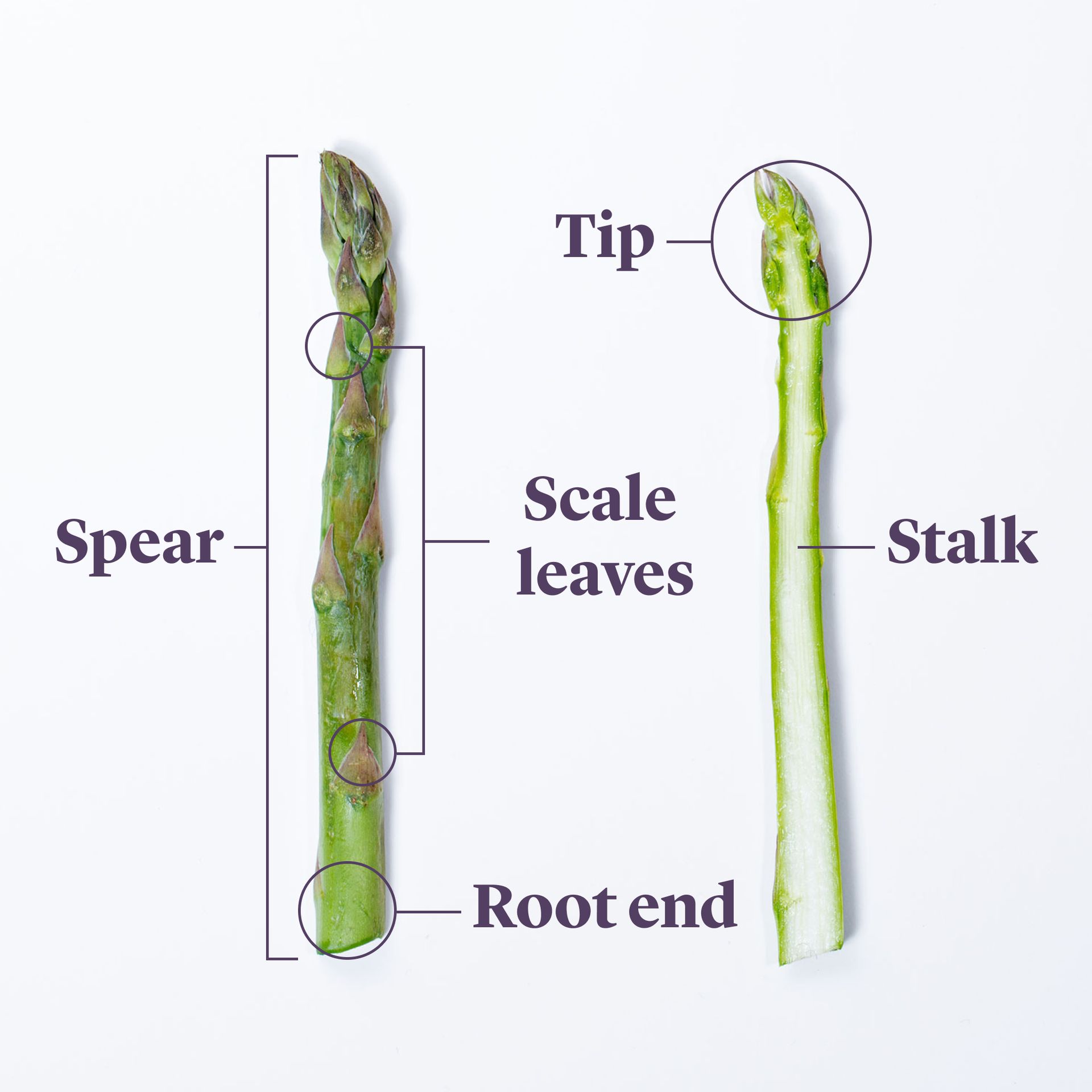 Everything to Know About Cooking and Shopping for In Season Asparagus