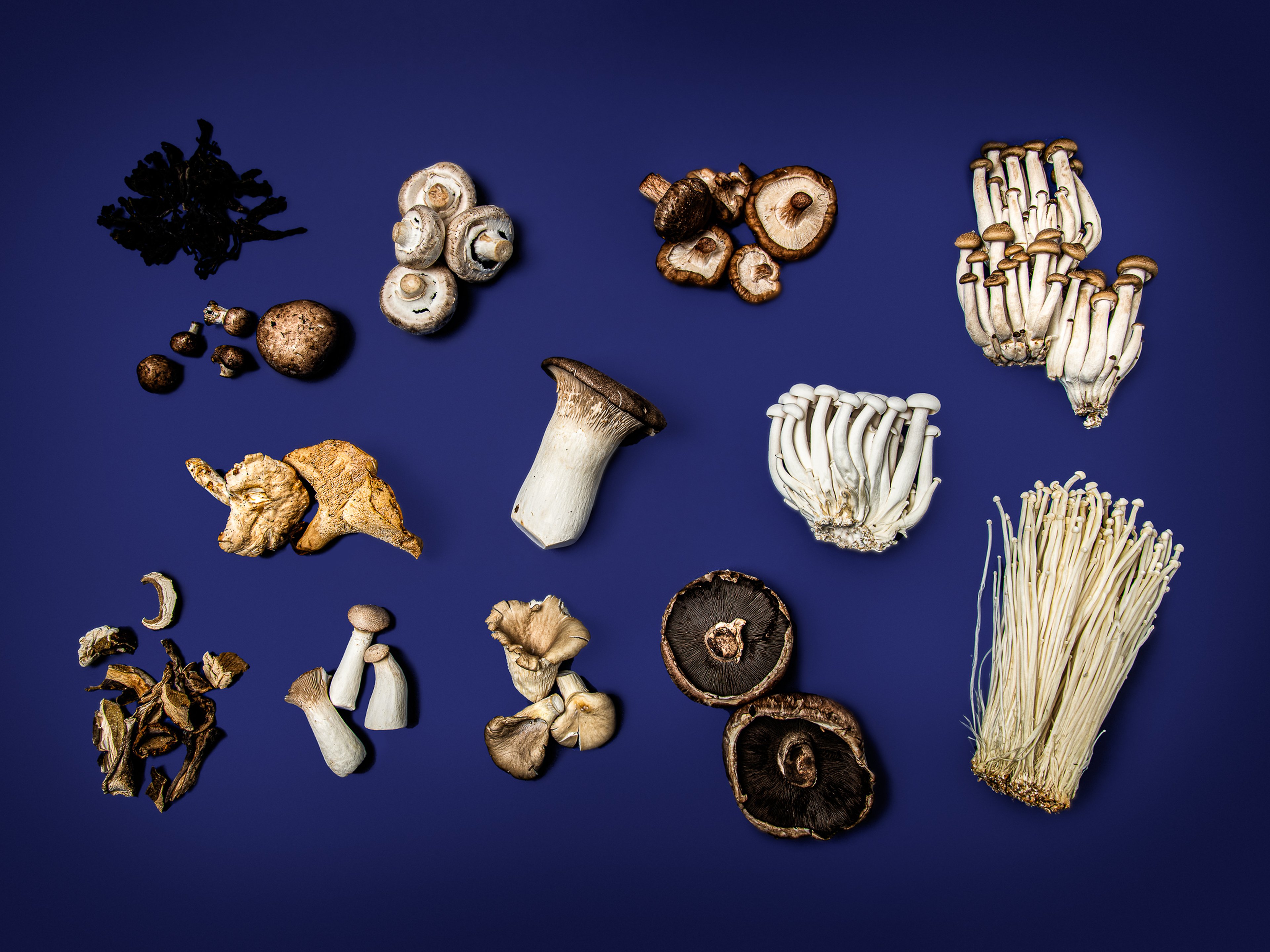 Everything You Always Wanted to Know About Mushrooms