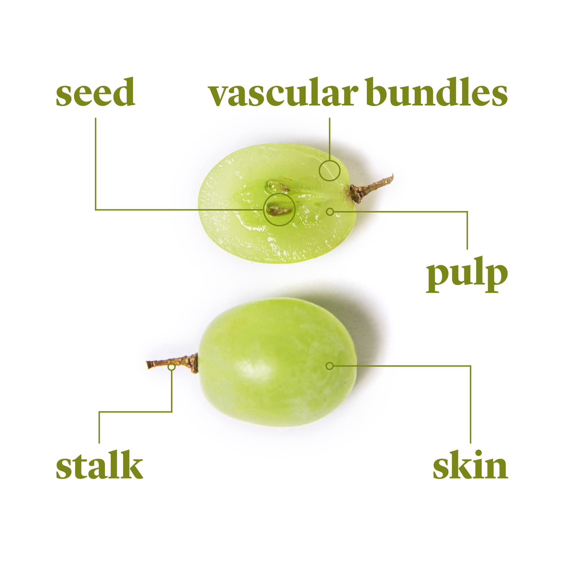 Everything to Know About Cooking and Shopping for In Season Grapes