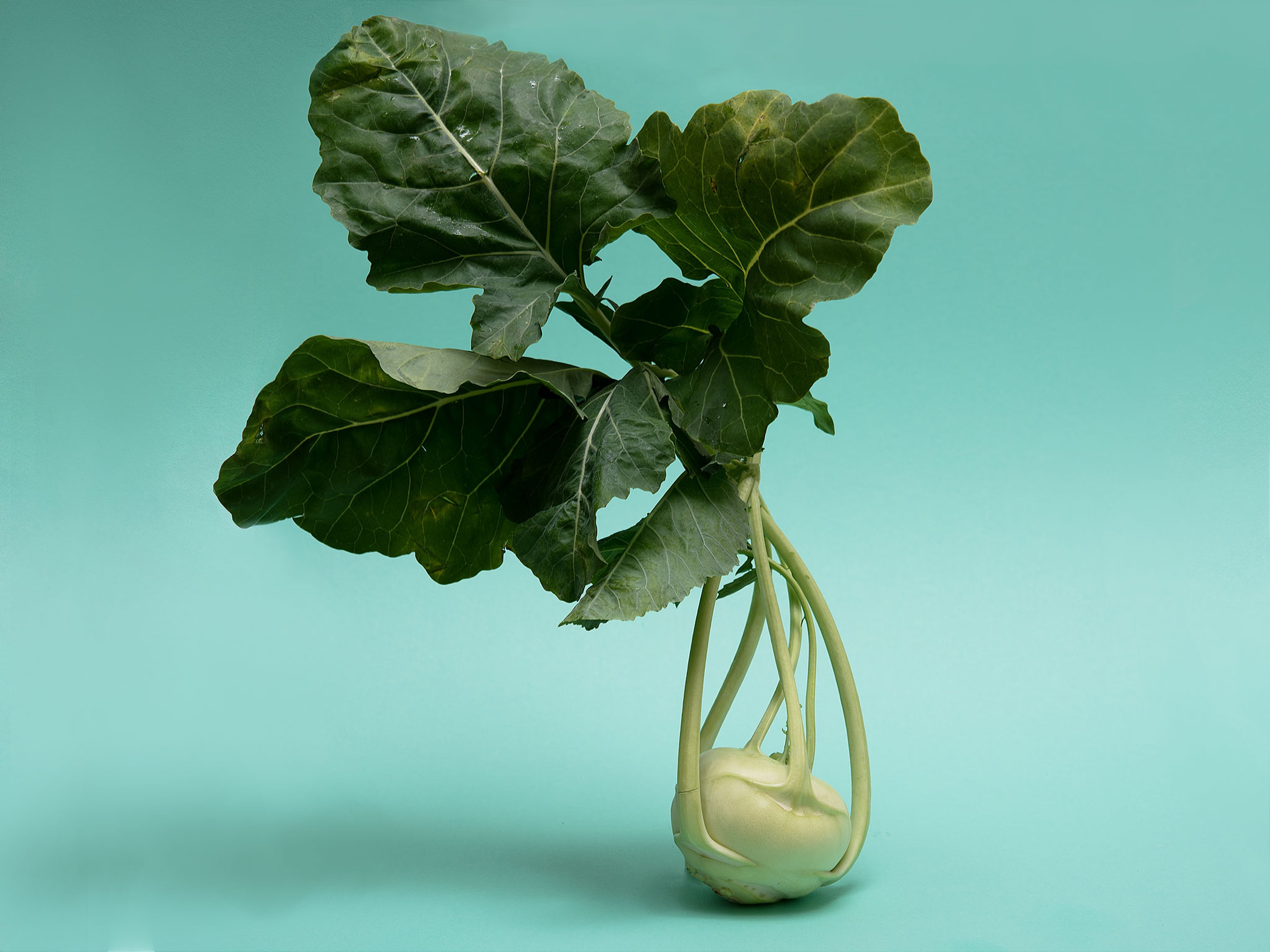 Everything to Know About Cooking and Shopping for In Season Kohlrabi