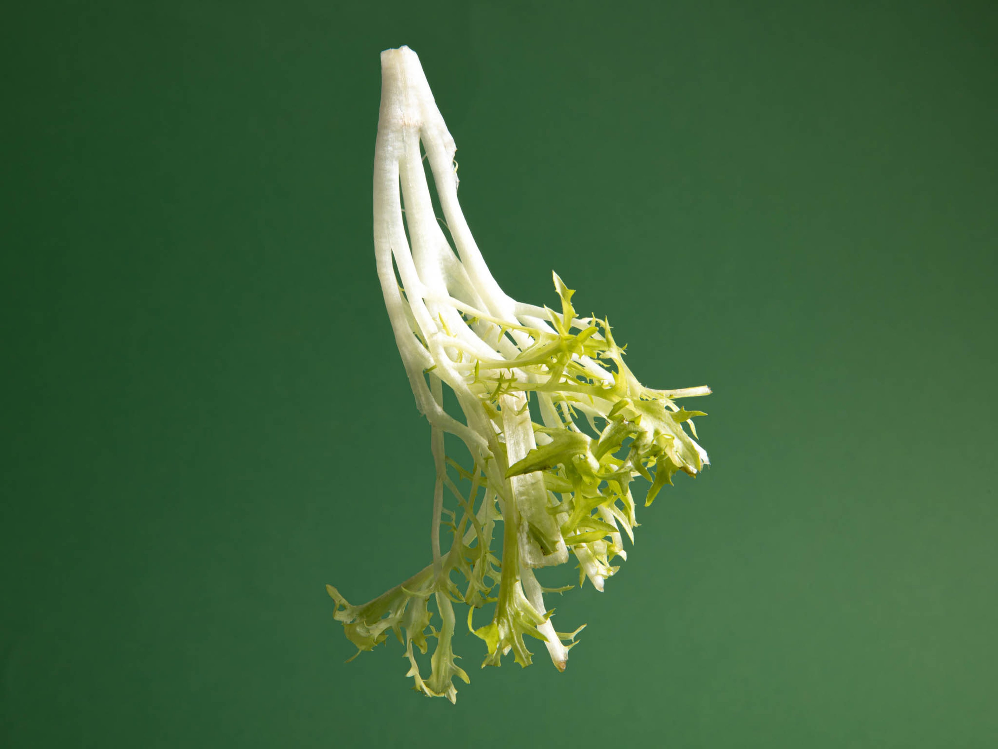 Everything to Know About Cooking and Shopping for In Season Frisée Lettuce