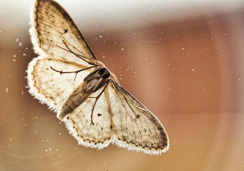 Ungebetene Gäste im Vorratsschrank: So wird man Motten wieder los