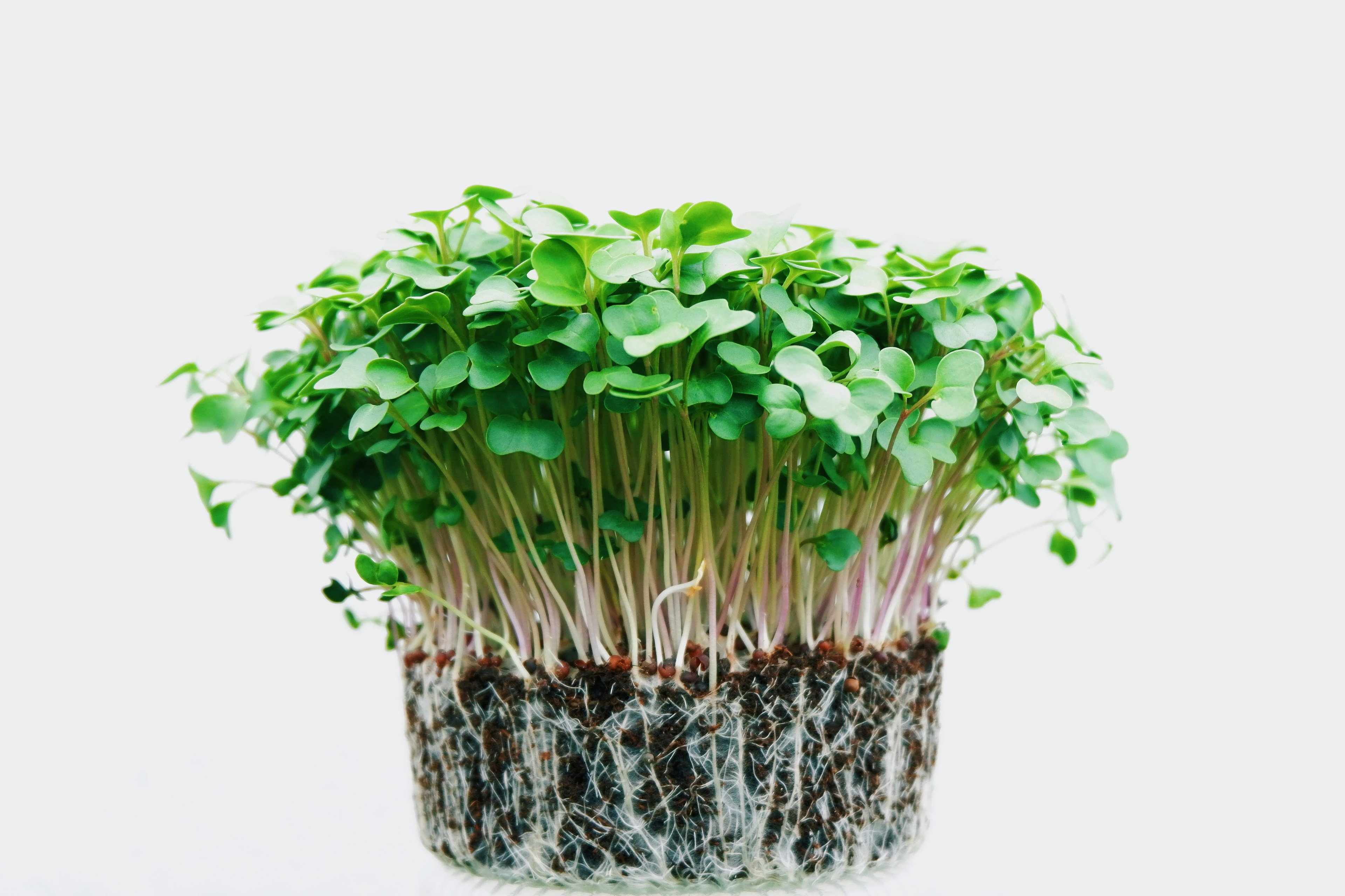 There's No Healthier Food Than Watercress