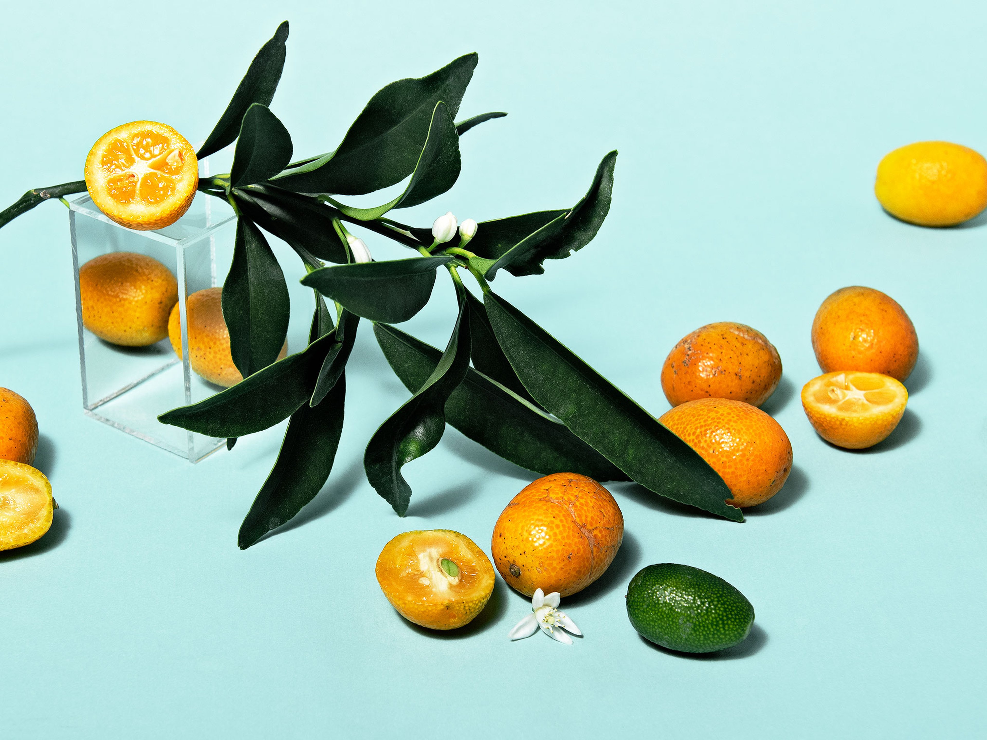 Jetzt in Saison: Kumquats richtig kaufen, lagern und zubereiten