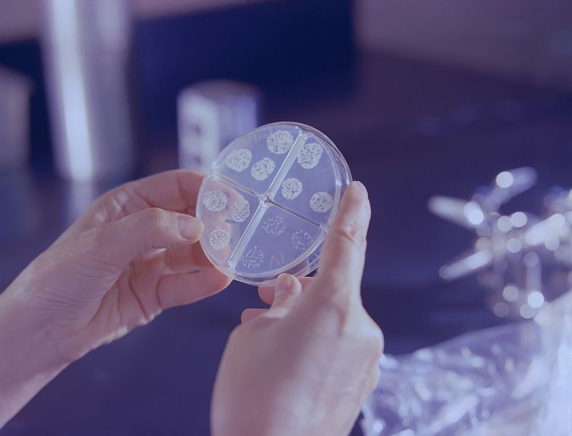 EHEC Cases in Germany on the Rise: What You Need to Know