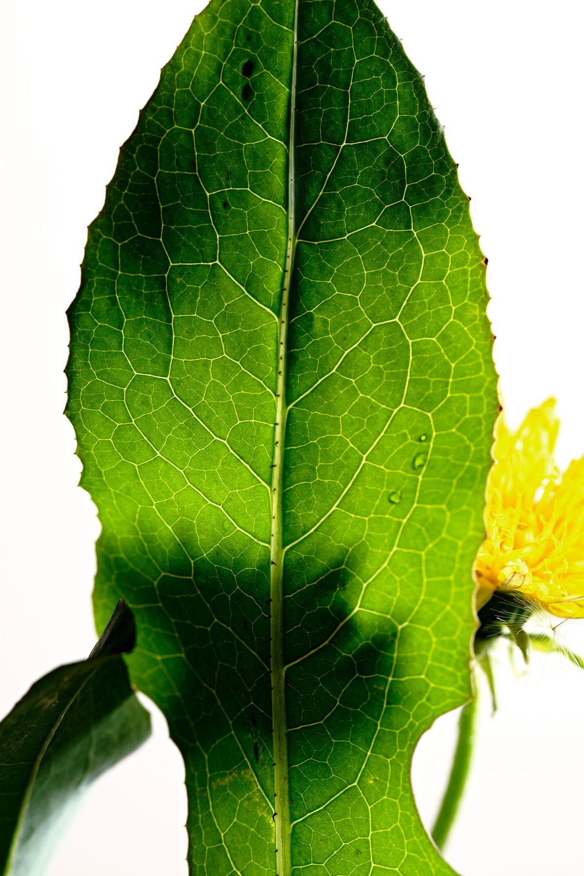 Everything to Know About Shopping For, Storing, and Preparing In Season Dandelion Stories