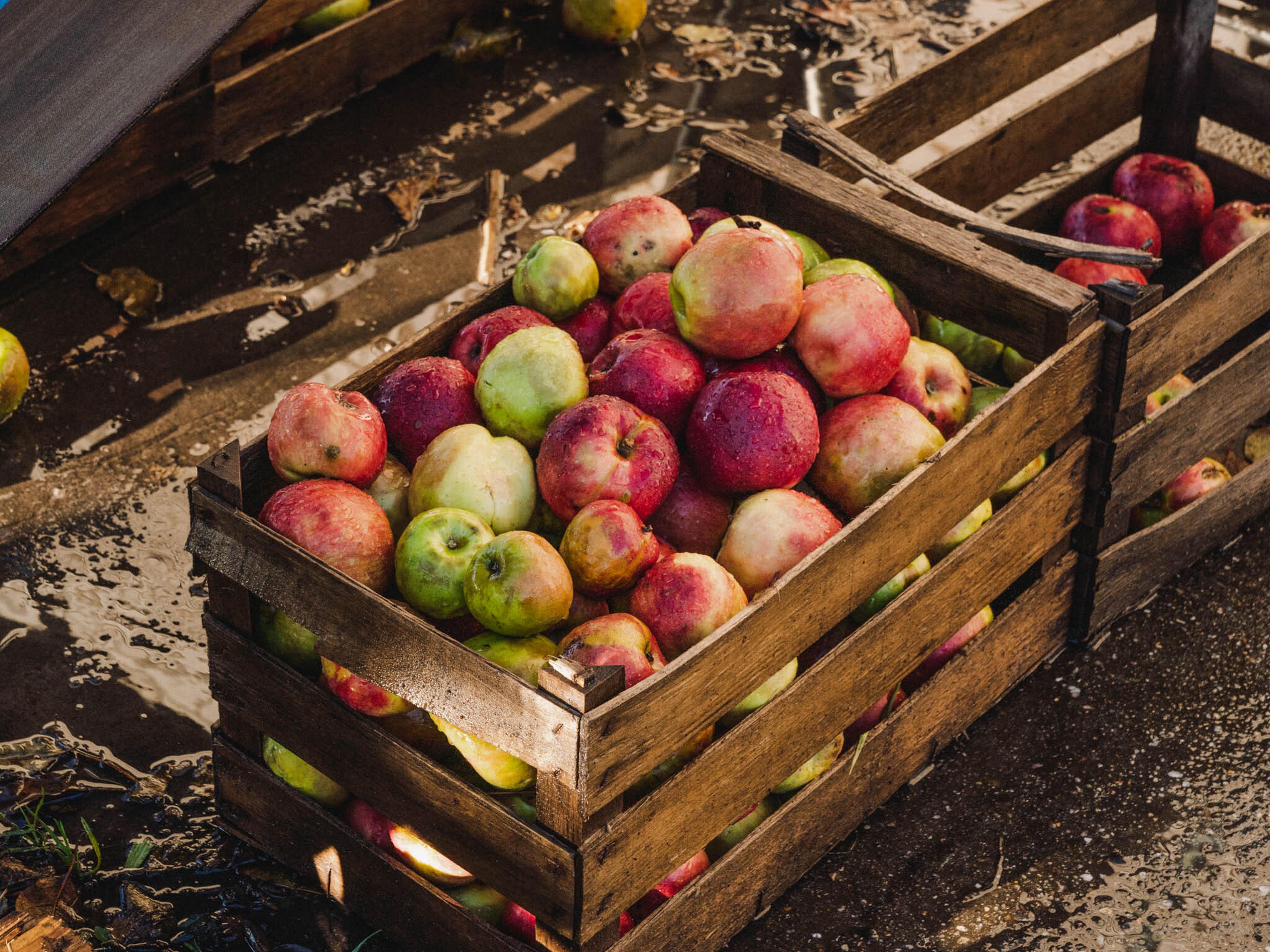 Pestizide bei 75% aller Äpfel – so wirst du sie am besten los!