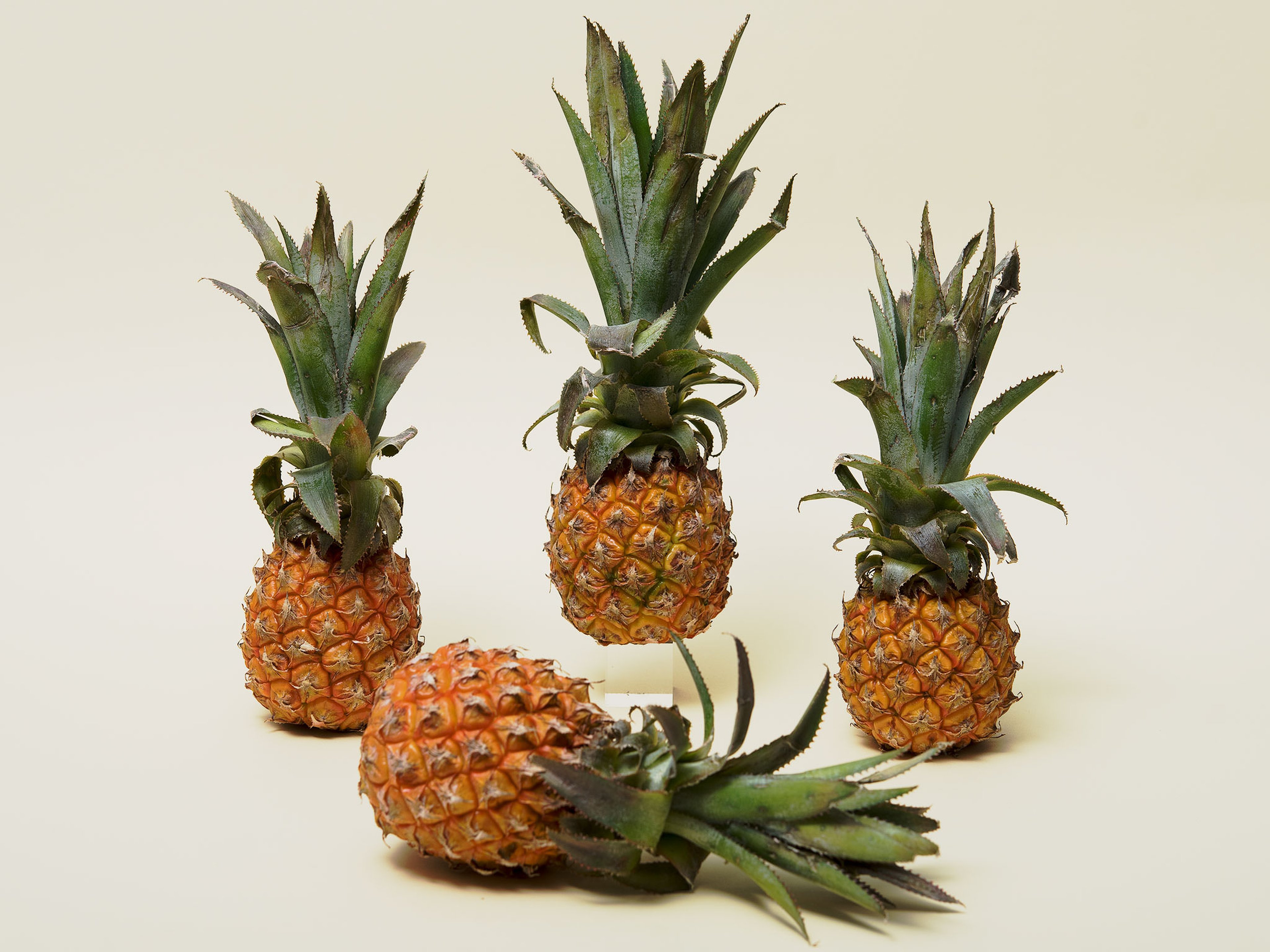 Pineapple Exotic Fruits, varieties, production, seasonality