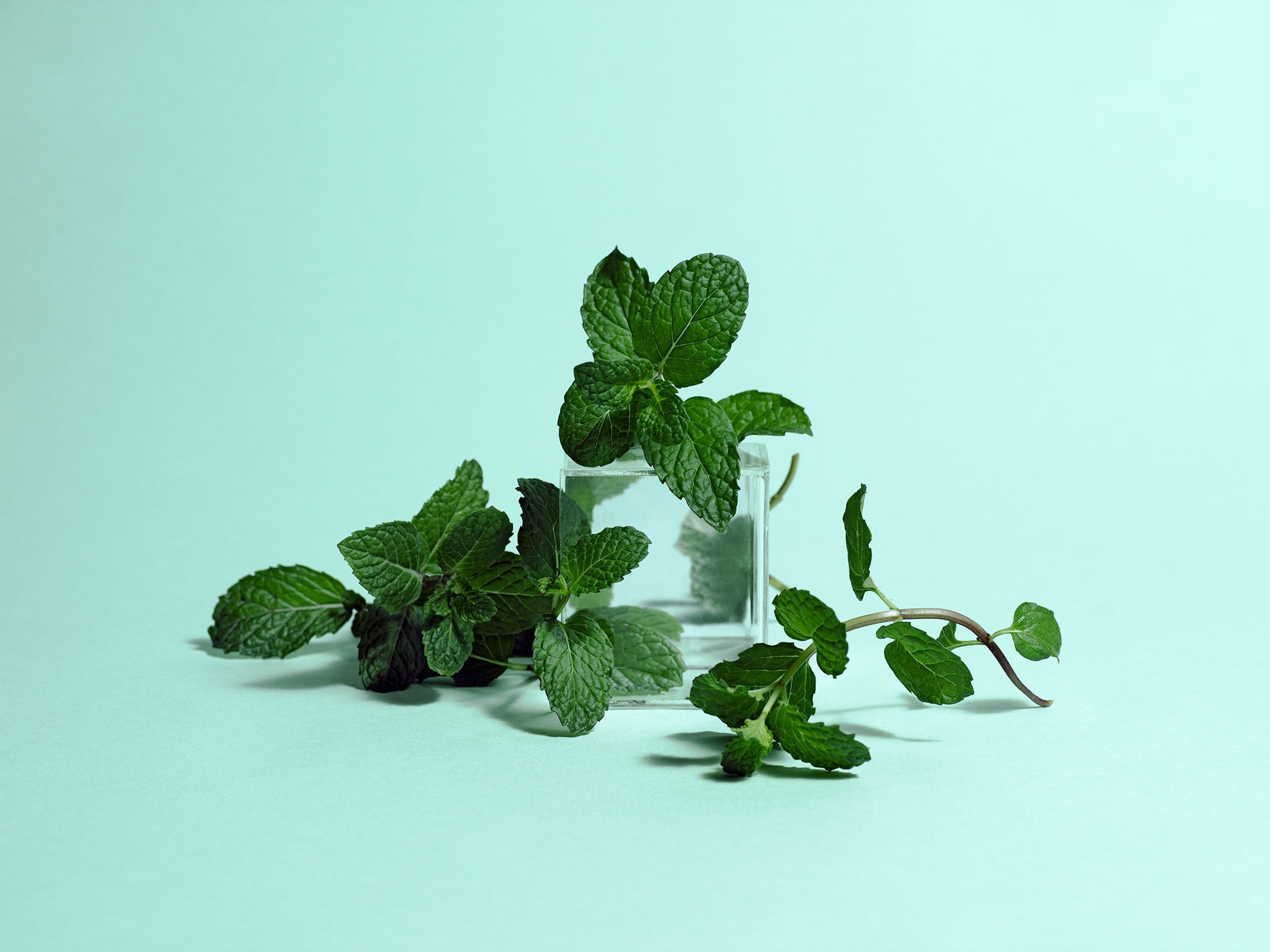 Tips for Cooking with Mint - Magazine - Piccantino Online Shop International