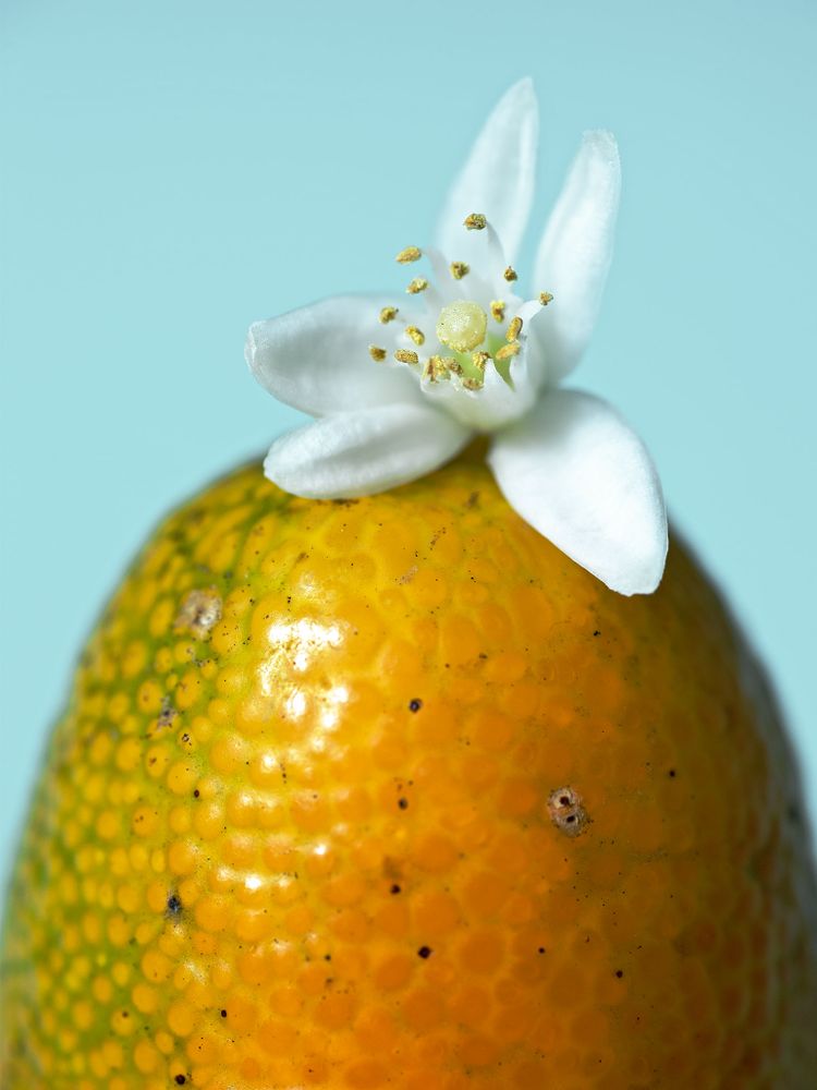 Jetzt in Saison Kumquats richtig kaufen, lagern und zubereiten Stories Kitchen Stories