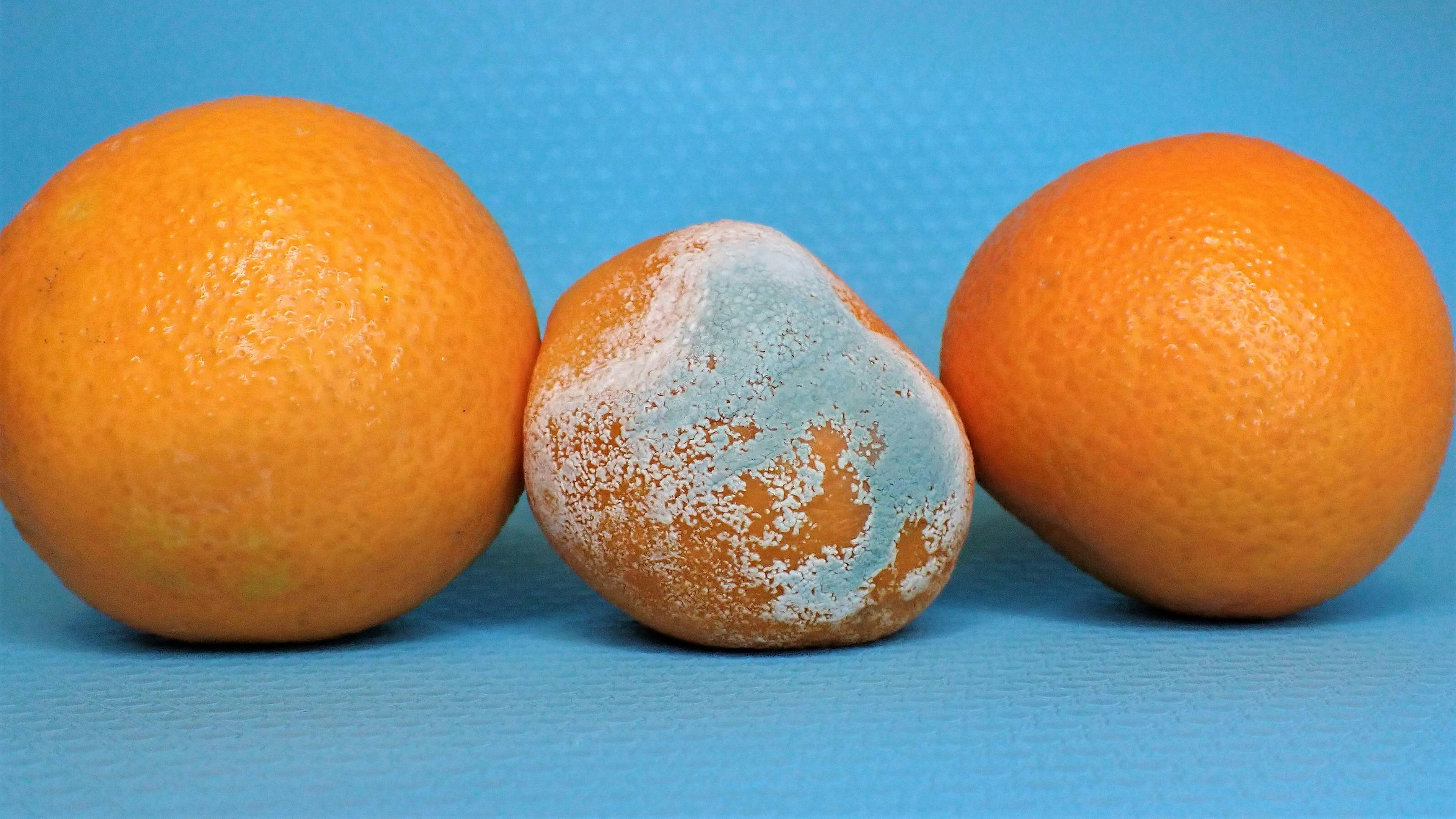 Watch Out For Mould: Rising Risk of Mold Toxins in Food