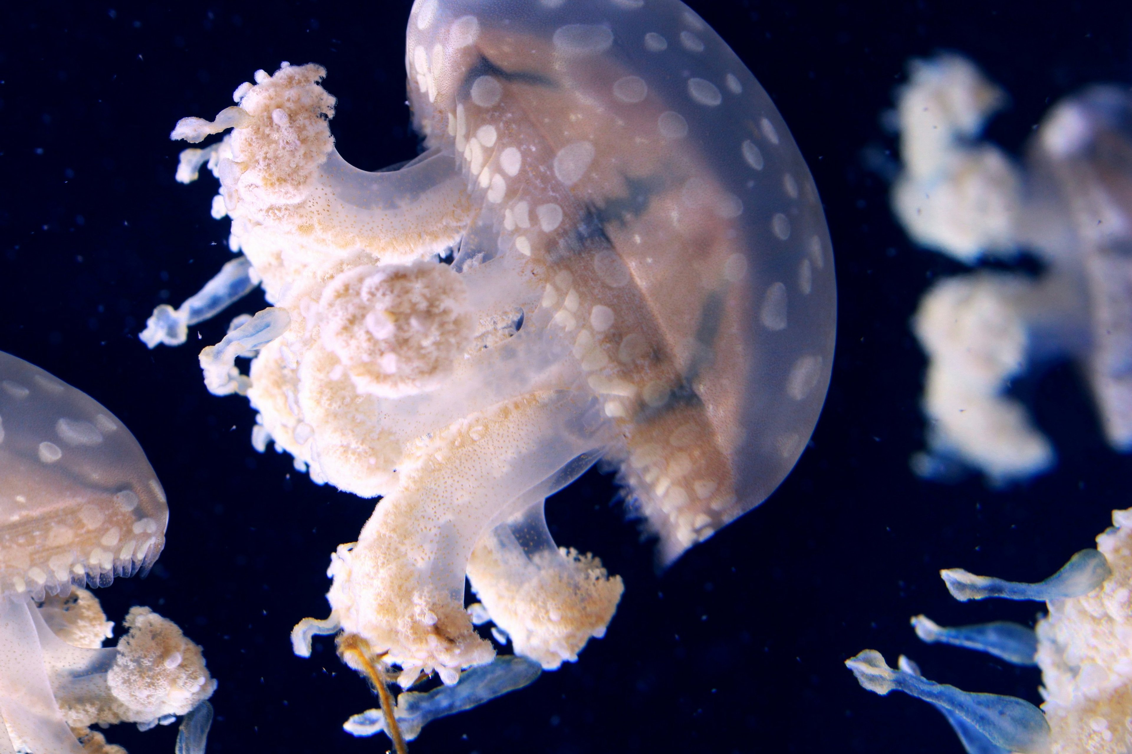 Yes, Jellyfish is the food of tomorrow, starting today