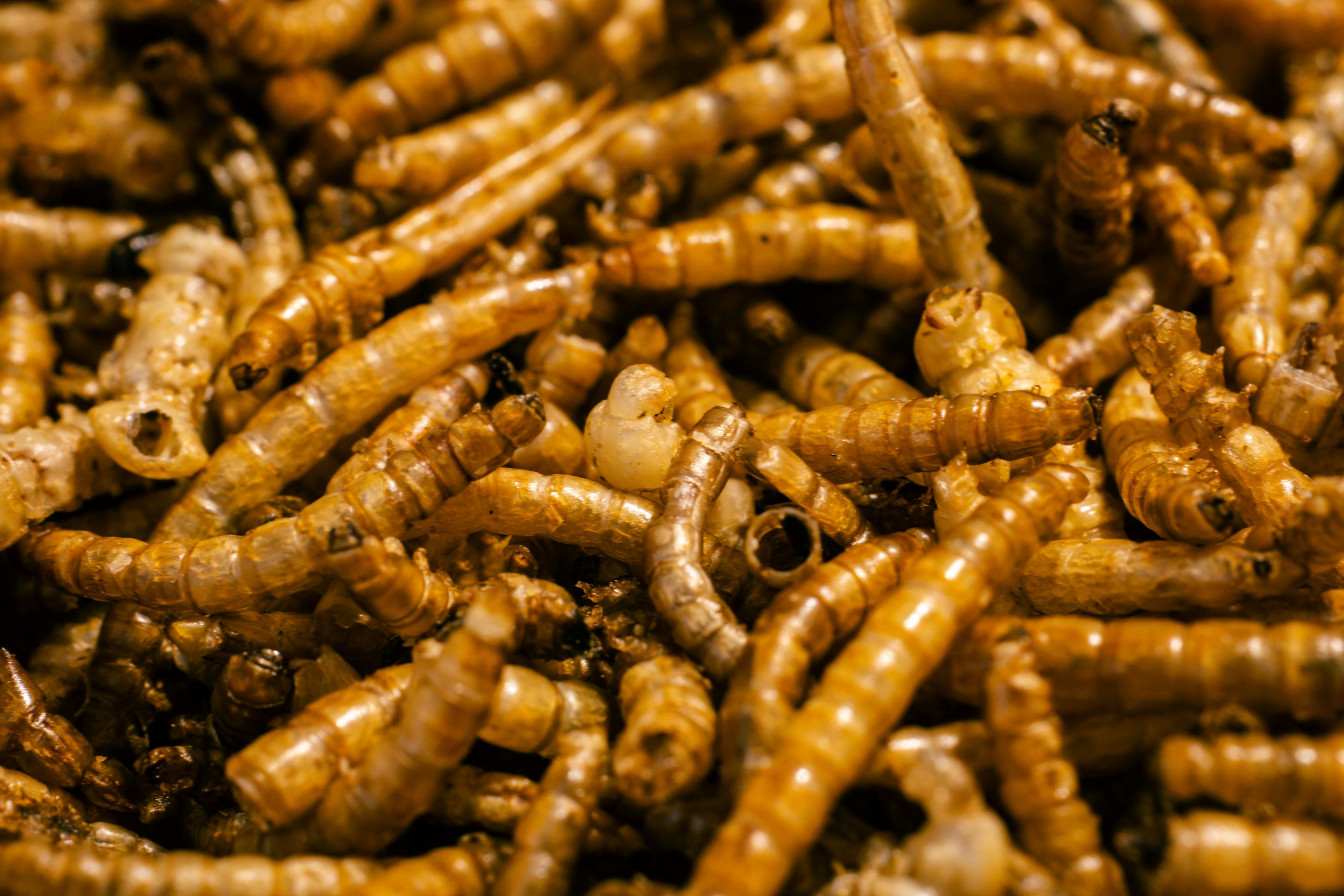 Mealworm powder: What’s now in our food – and what to watch out for