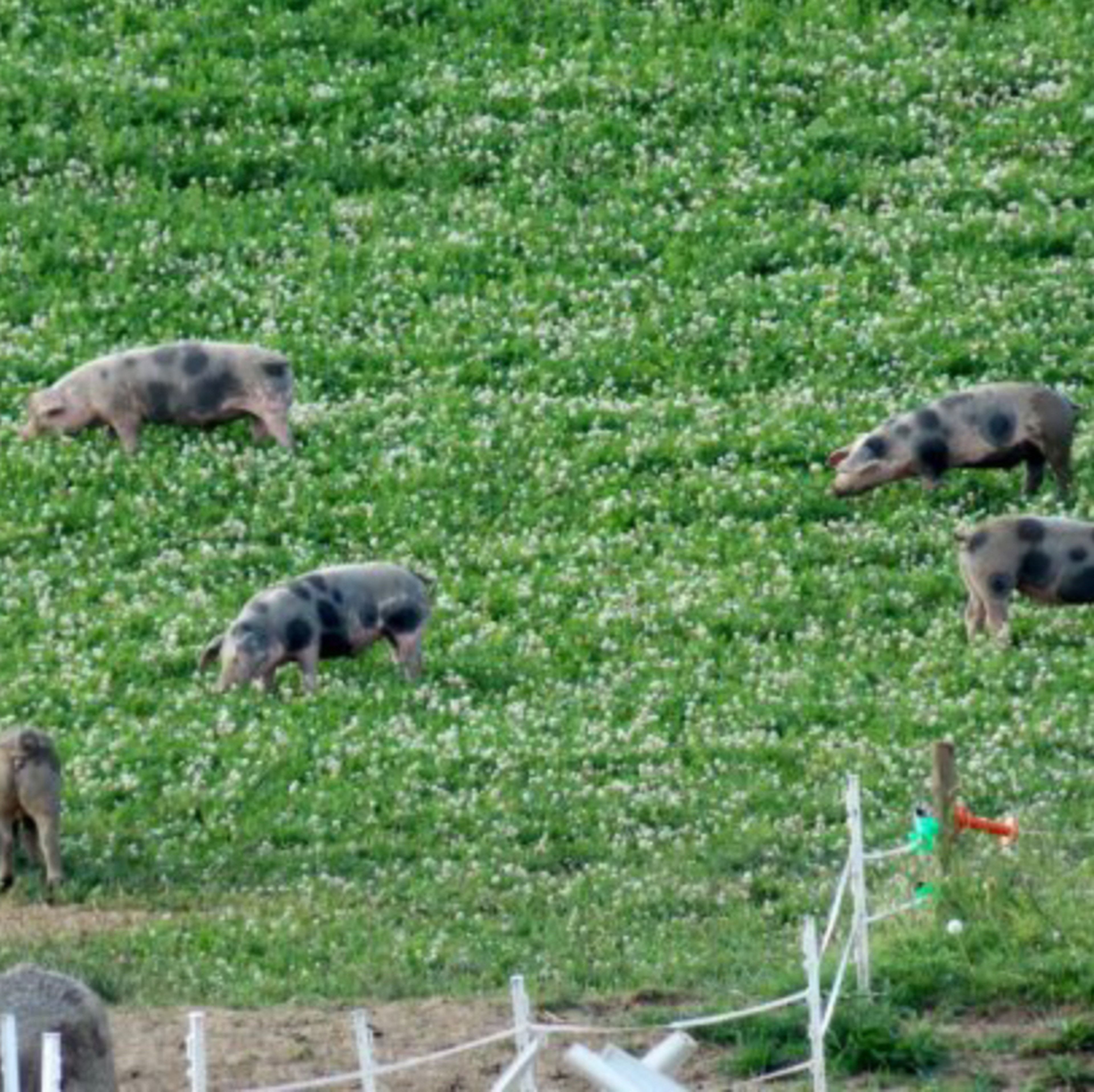 Meine Schweine wachsen auf ca. 1 ha. freilaufend auf, Sommer wie Winter im freien, das Futter stammt aus eigenem Bio-Anbau, nix Gensoja u. sonstigem Scheiß u. wenn sie wollen können die Oinkies am Waldrand Eicheln fressen. Sicher hat nicht jeder einen Zugang zu solchen paradiesisch lebenden Schweinen, aber wer sucht.....der findet. Es gibt genug auch nicht-Bio-Bauern, die ihre Schweine fair i. Freilauf aufziehen, ohne Spaltböden, ohne Quälerei - ihr findet immer was im Umkreis v. 20-30 km 