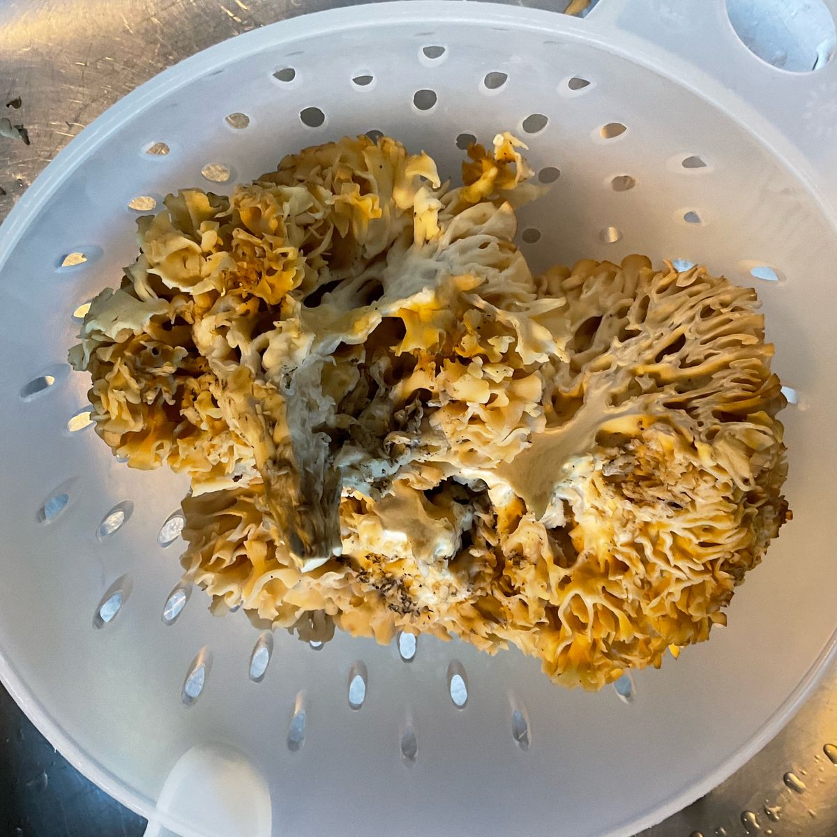 Krause Glucke (Pilz), Schweinefilet, Tagliatelle | Rezept | Kitchen Stories