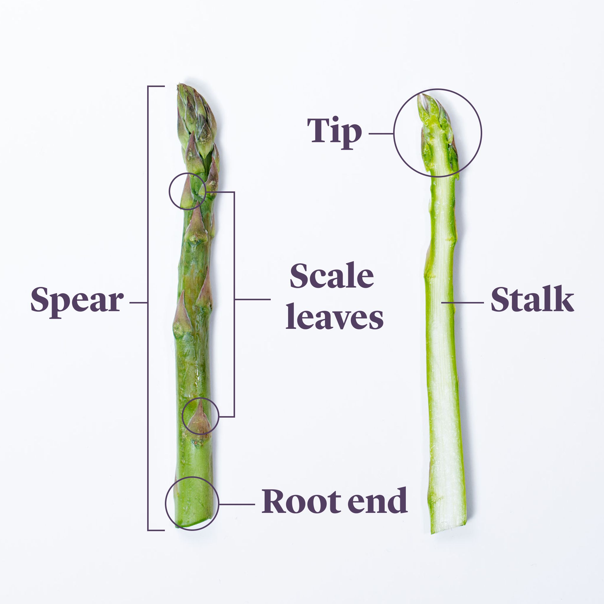 Everything to Know About Cooking and Shopping for In Season Asparagus