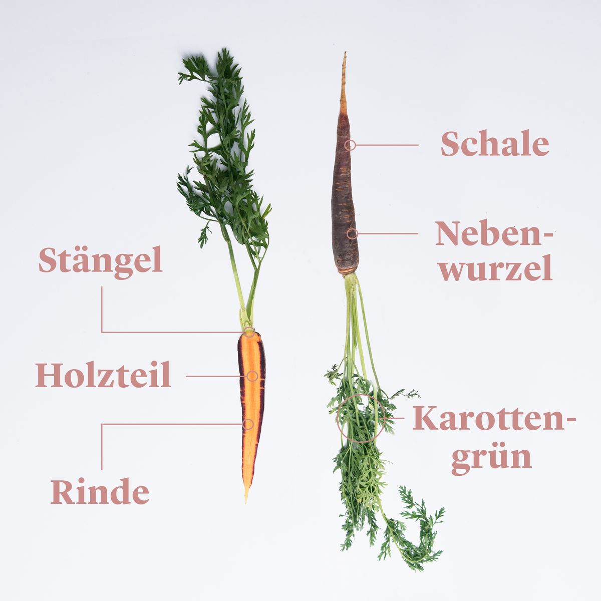 Jetzt in Saison Karotten richtig kaufen, lagern und zubereiten Stories