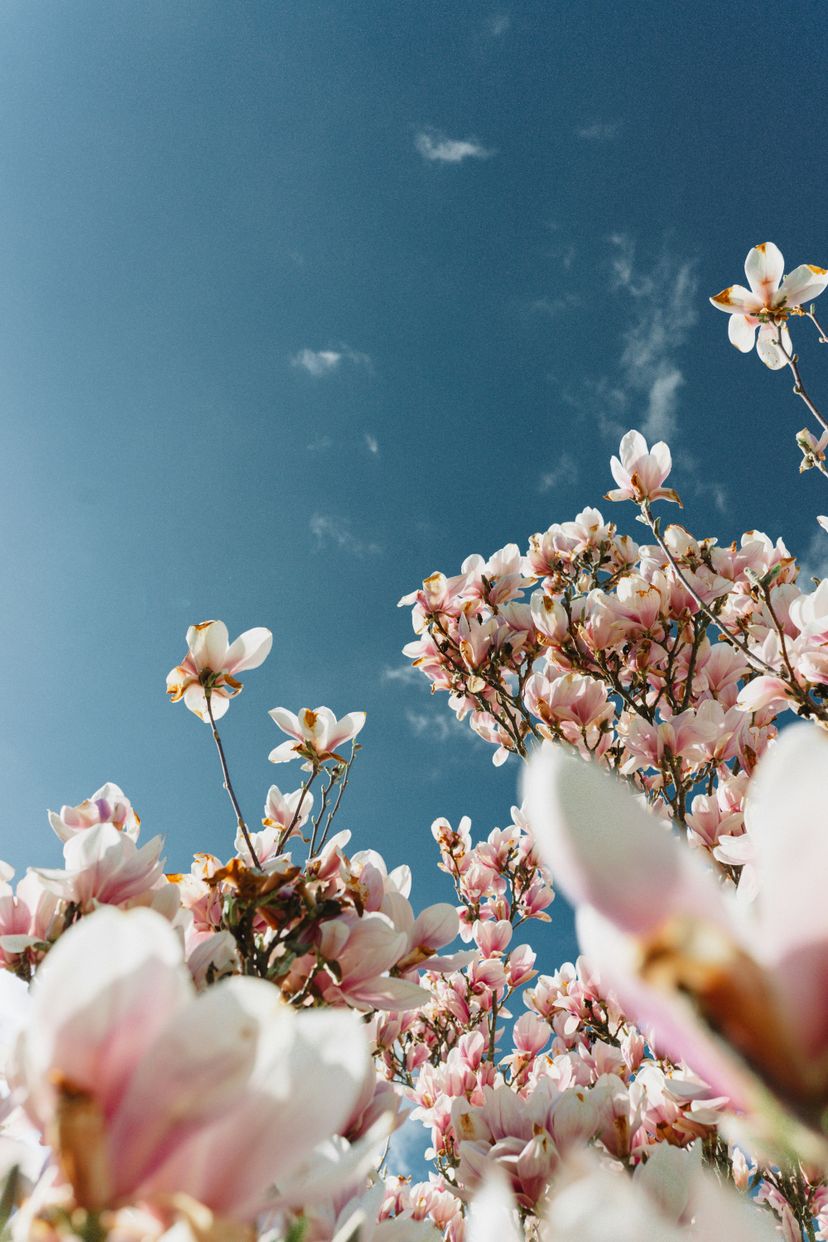 Are you also eating Magnolia flowers this Spring?