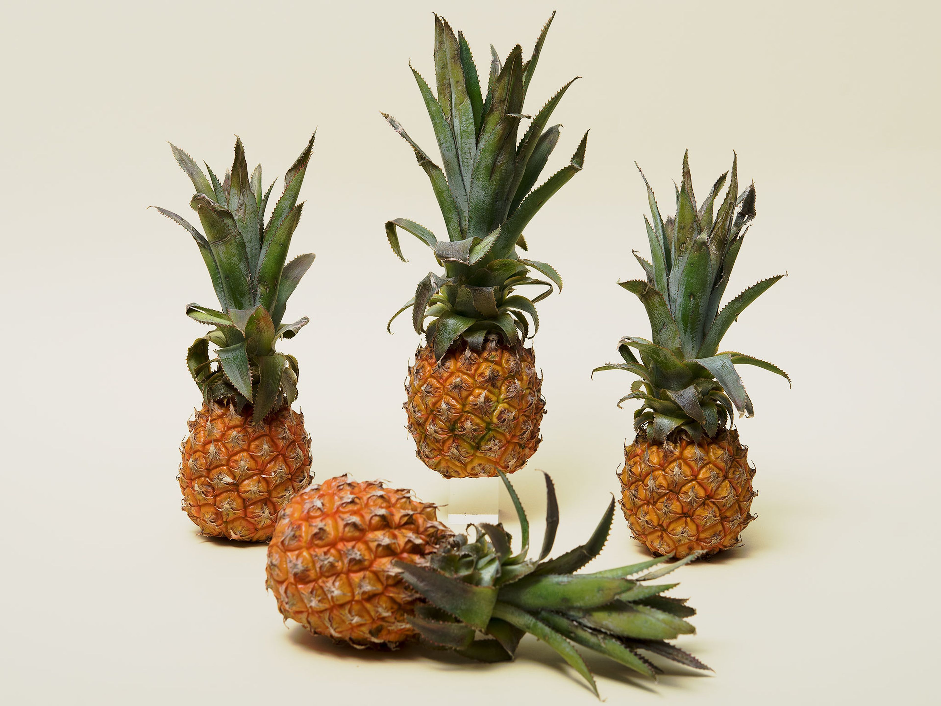 Everything to Know About Cooking and Shopping for In Season Pineapples