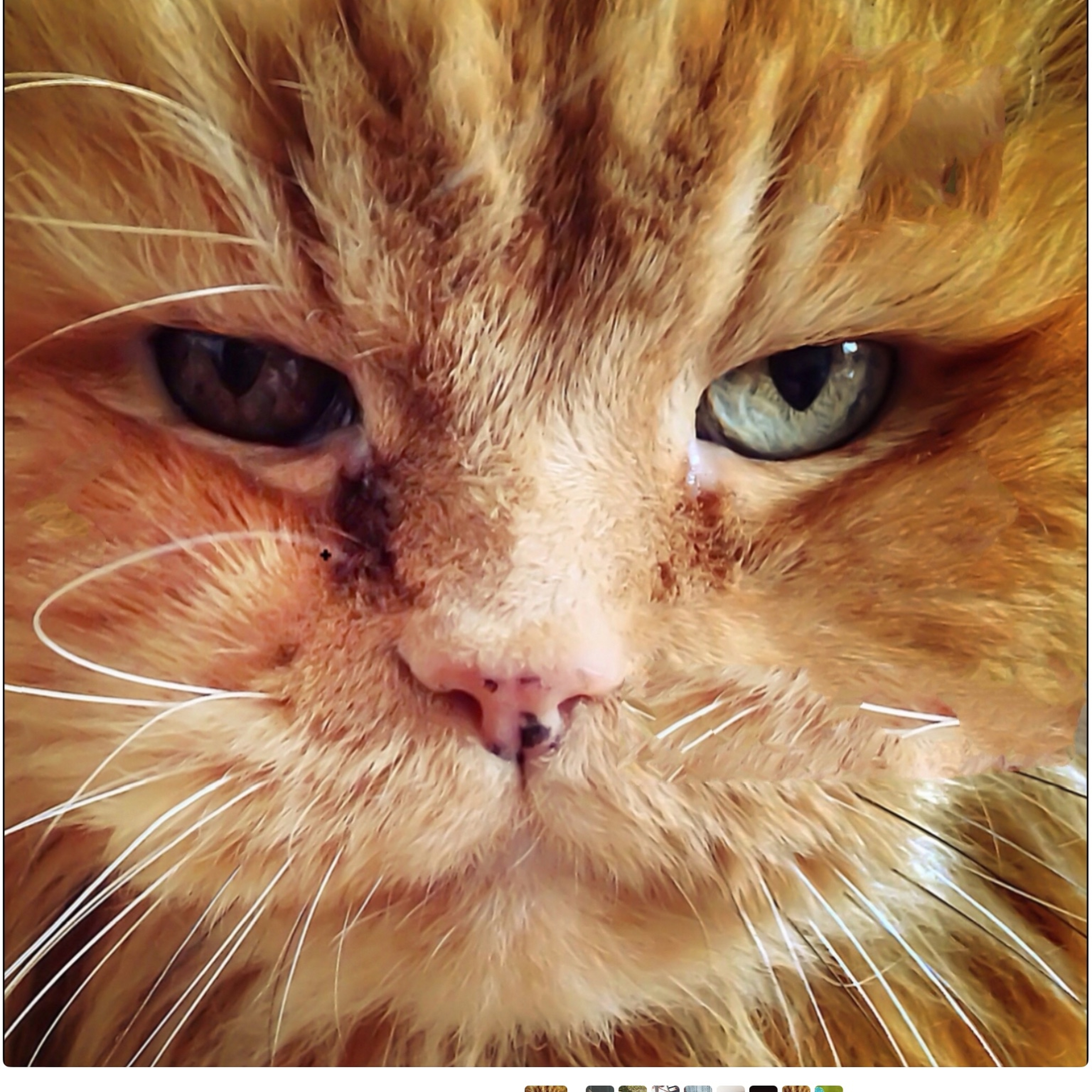 Garfield1001