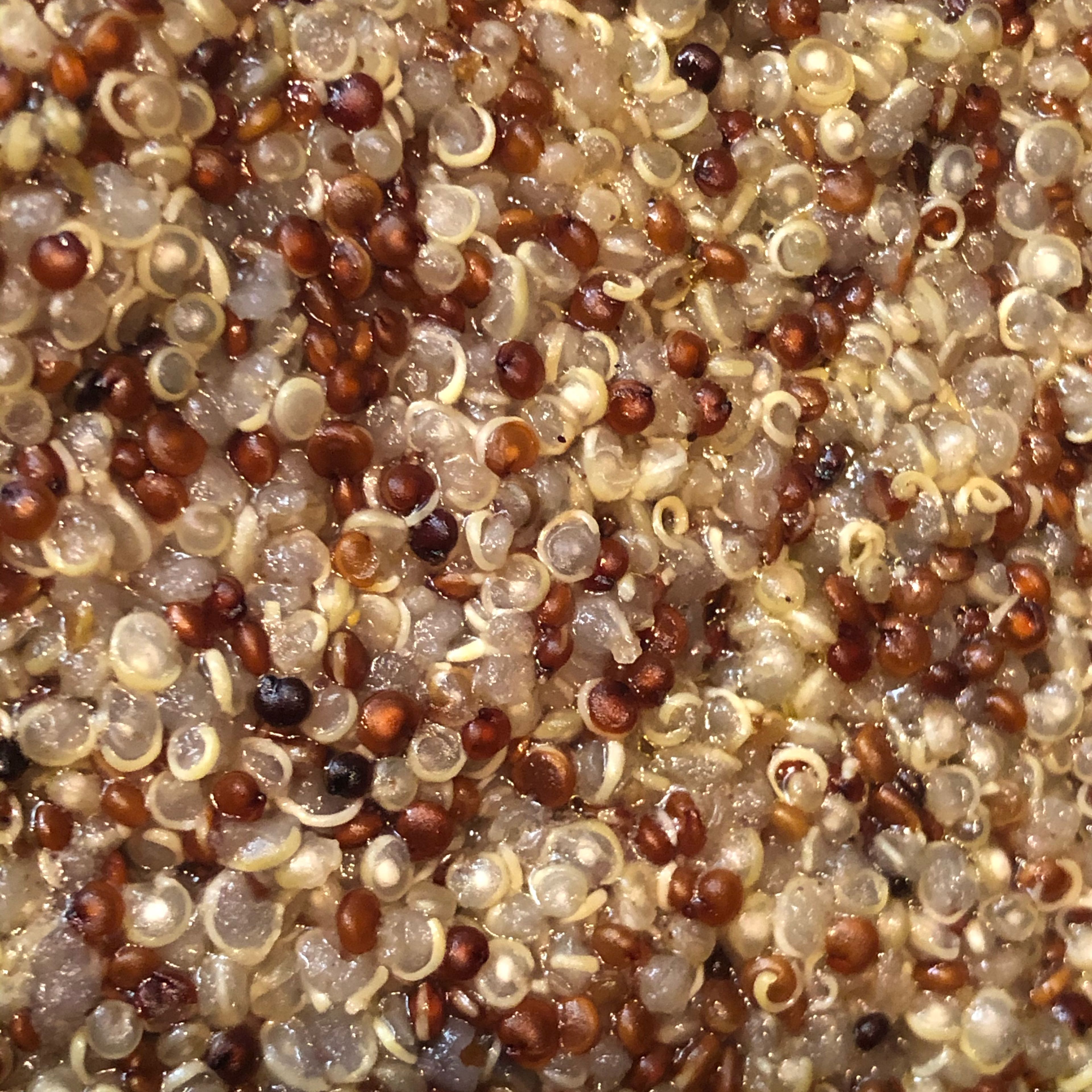 You should see tiny spirals (the germ) separating from and curling around the quinoa seeds when it’s ready. If any liquid remains in the bottom of the pan or if the quinoa is still a bit crunchy, return the pot to low heat and cook, covered, for another 5 minutes, until all the water has been absorbed.
