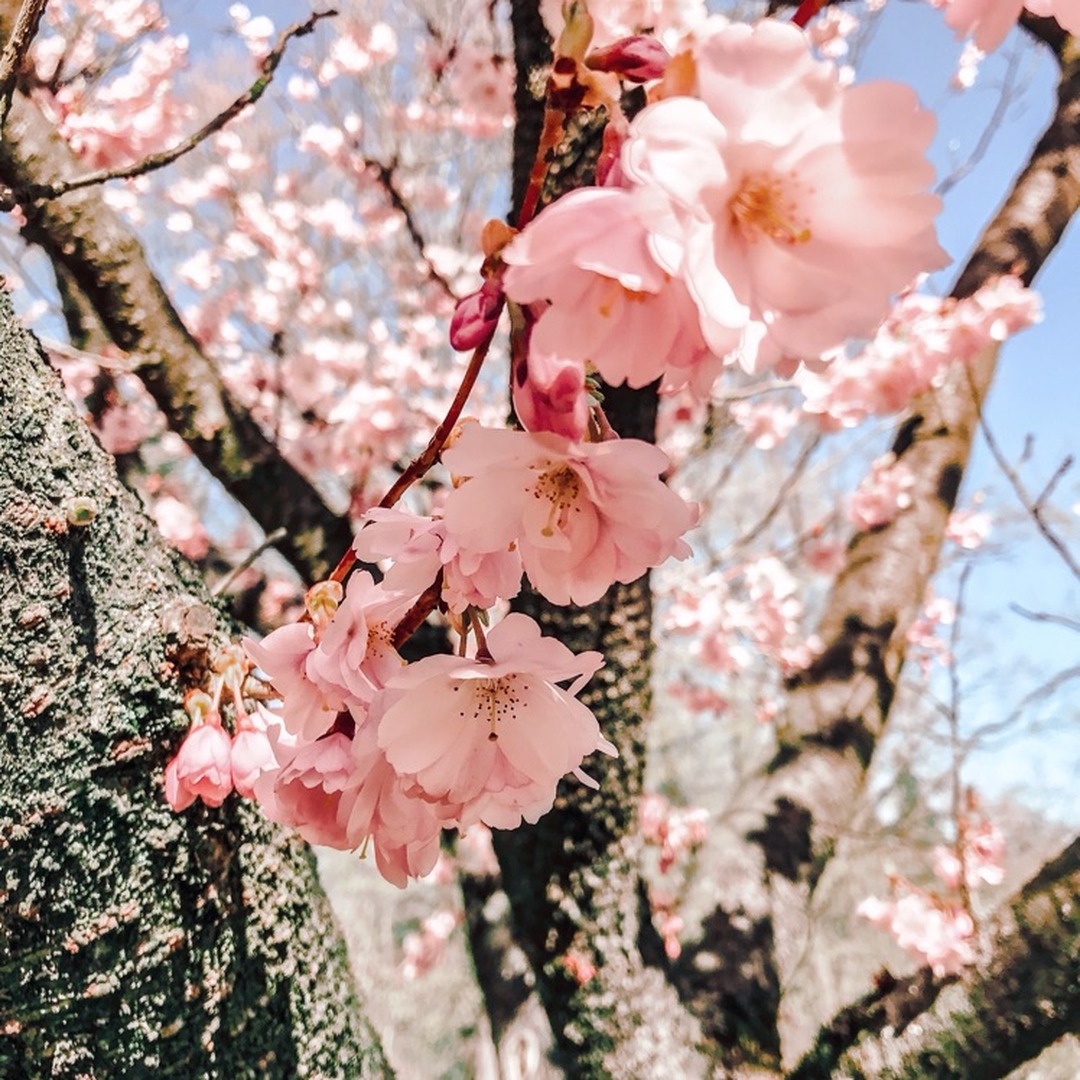 Leckere Rezepte mit Crème fraîche: Entdecke aufregende Gerichte ...